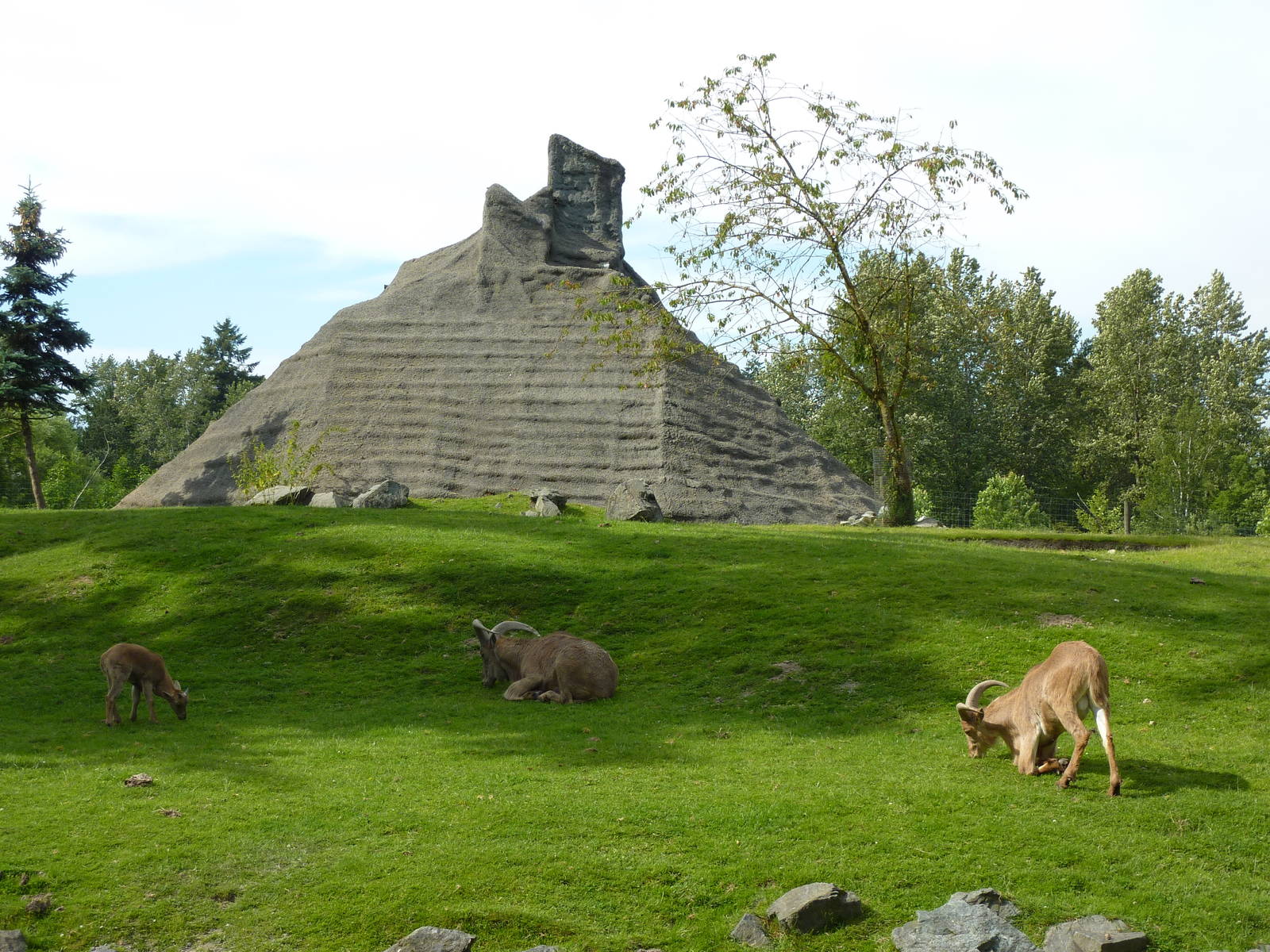 2 Acre Aoudad/Ankole Cattle Enclosure