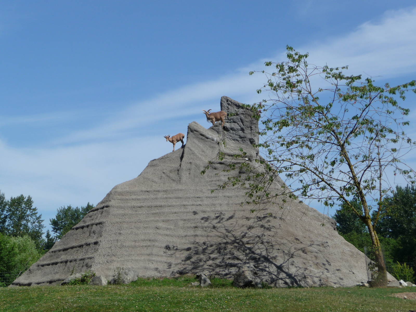 2 Acre Aoudad/Ankole Cattle Enclosure