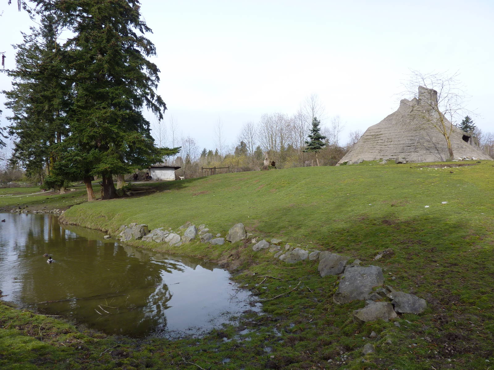 2-Acre Aoudad/Ankole Cattle Enclosure