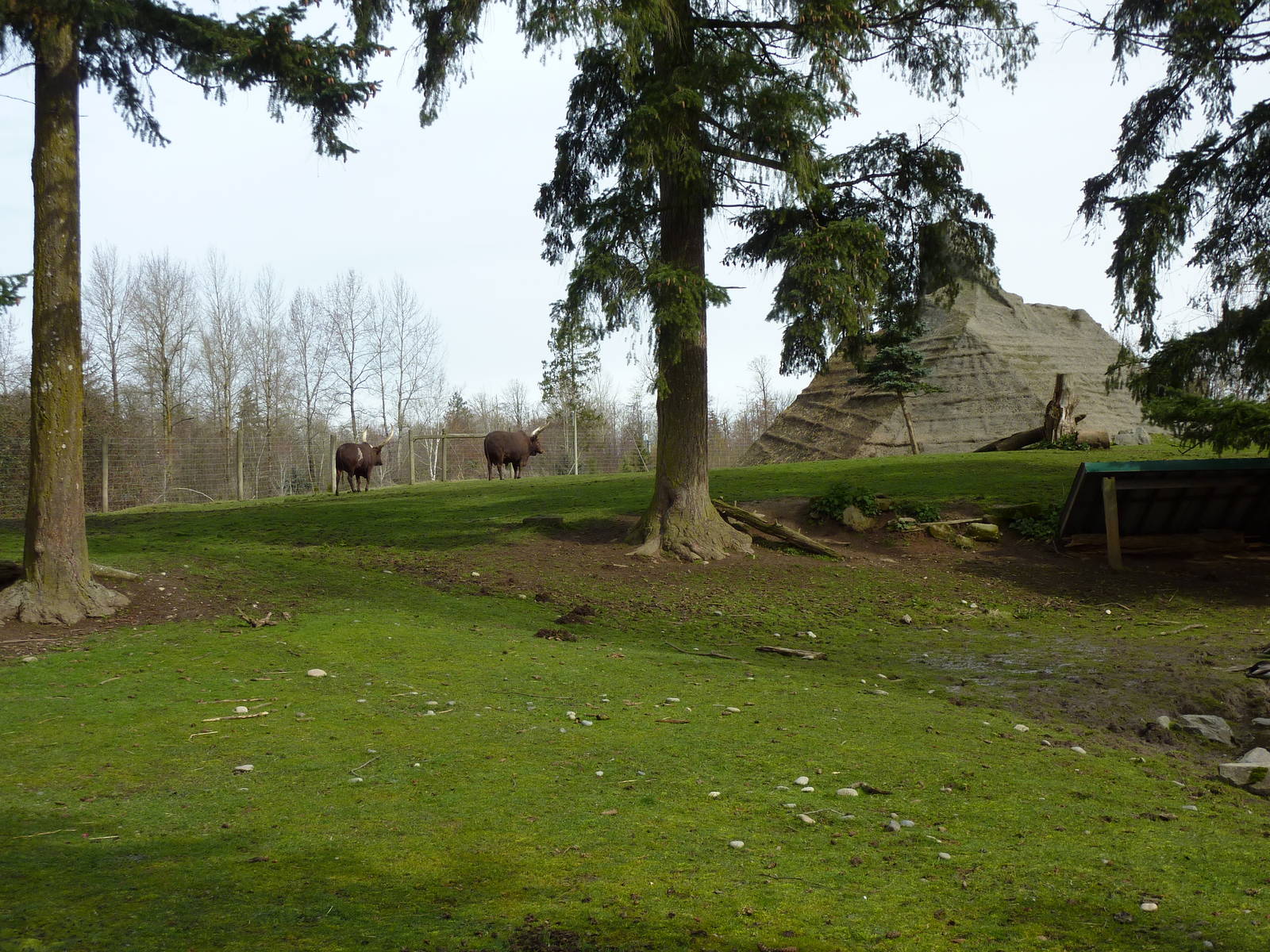 2-Acre Aoudad/Ankole Cattle Enclosure