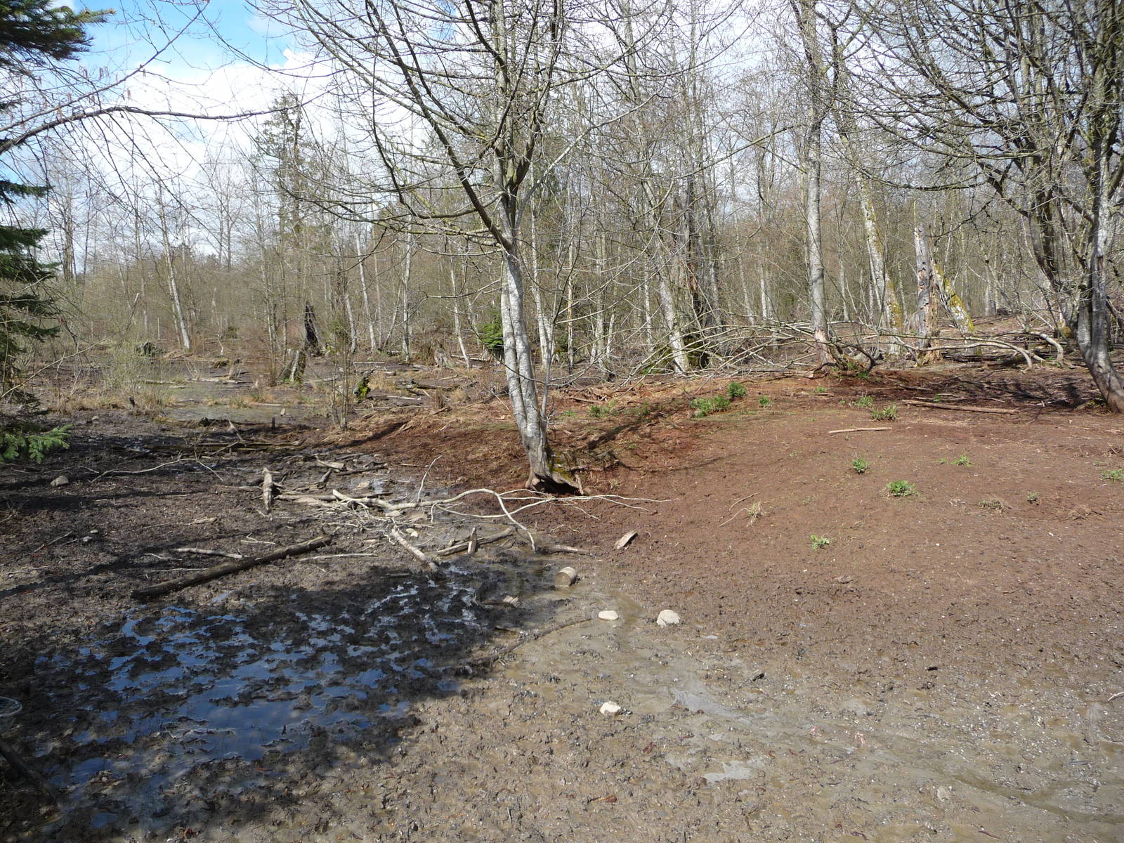 2-Acre European Wild Boar Enclosure