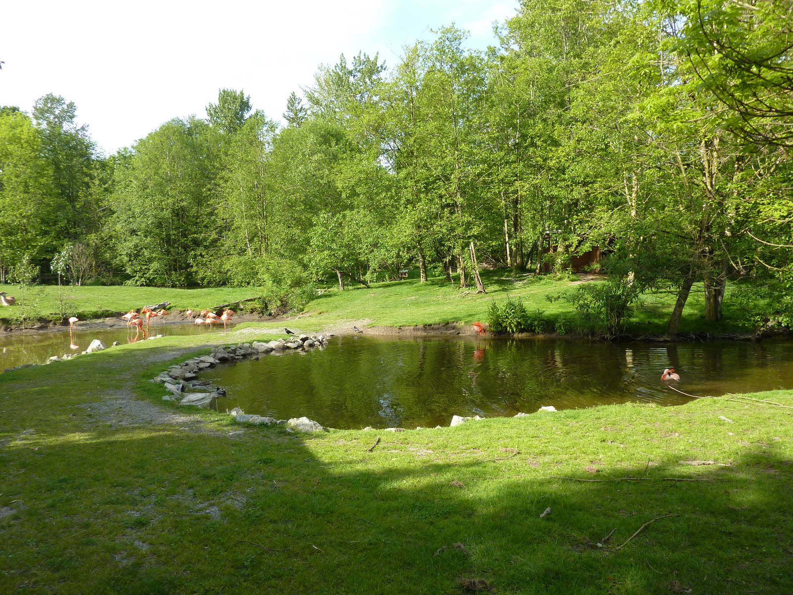 2-Acre Guanaco/Rhea/Flamingo/Black Swan Enclosure