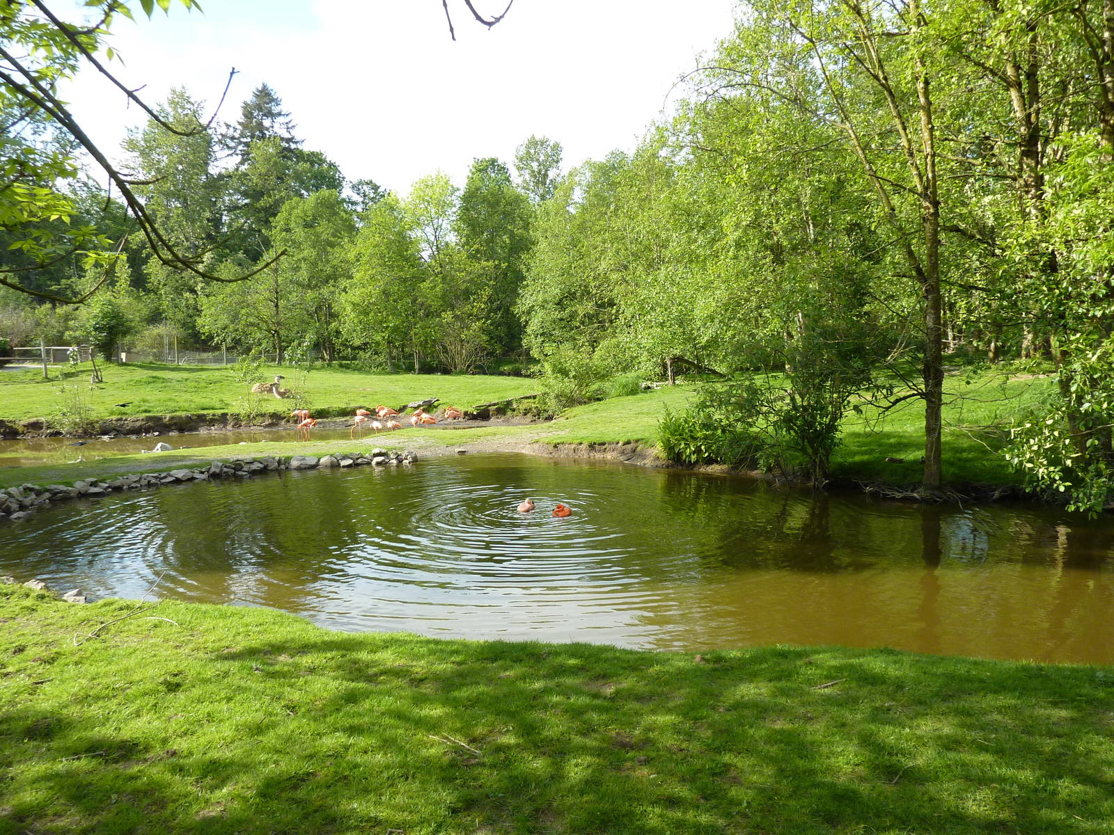 2-Acre Guanaco/Rhea/Flamingo/Black Swan Enclosure