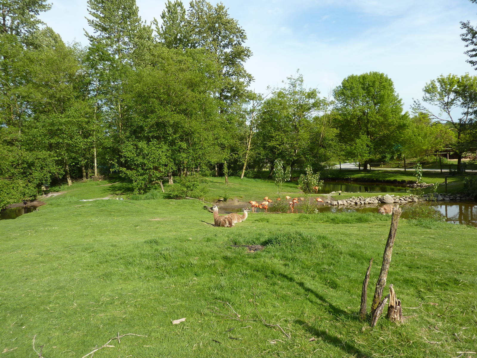2-Acre Guanaco/Rhea/Flamingo/Black Swan Enclosure