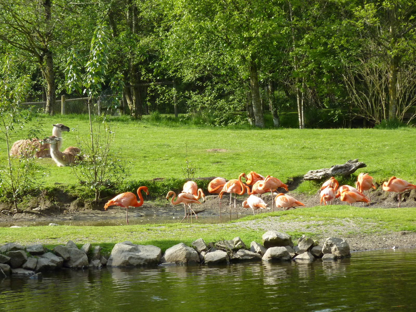 2-Acre Guanaco/Rhea/Flamingo/Black Swan Enclosure