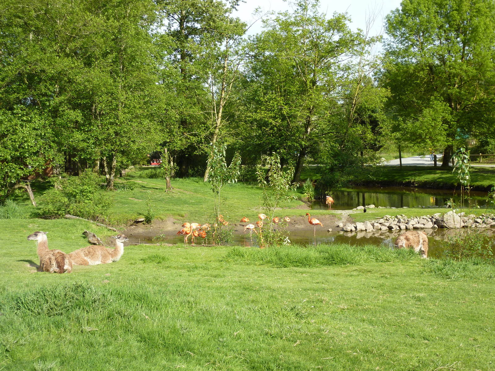 2-Acre Guanaco/Rhea/Flamingo/Black Swan Enclosure