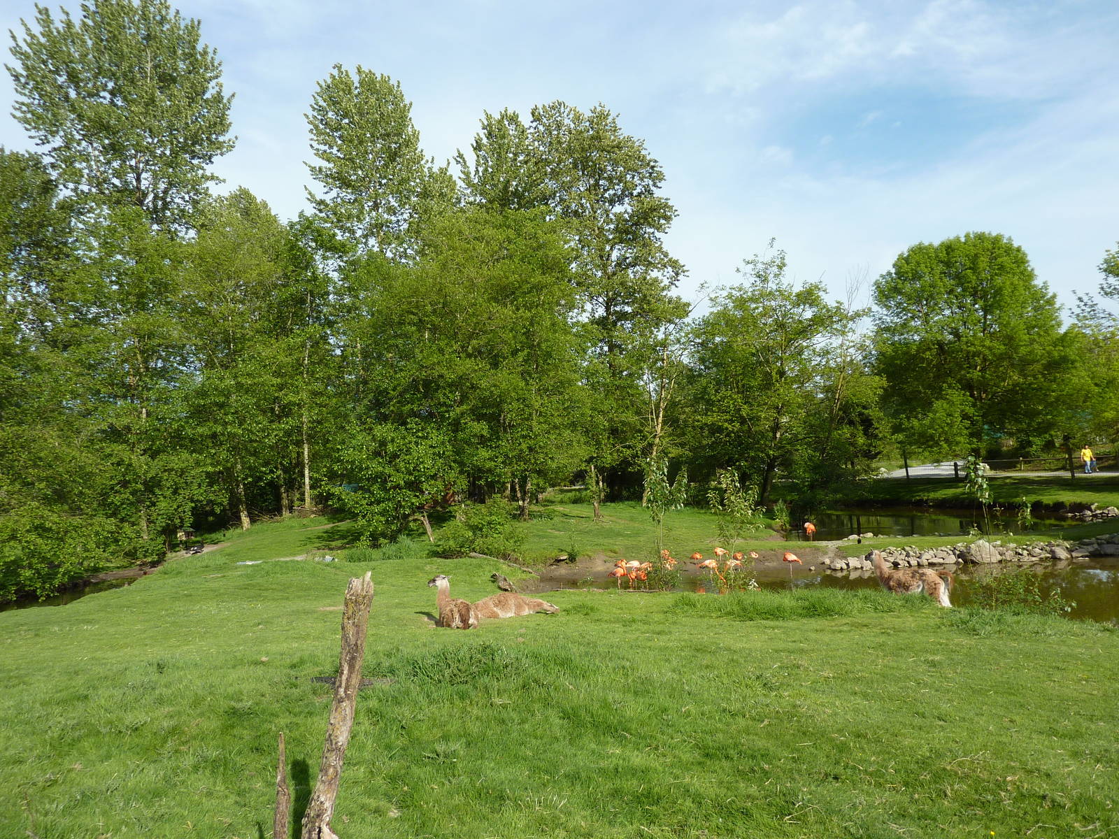 2-Acre Guanaco/Rhea/Flamingo/Black Swan Enclosure