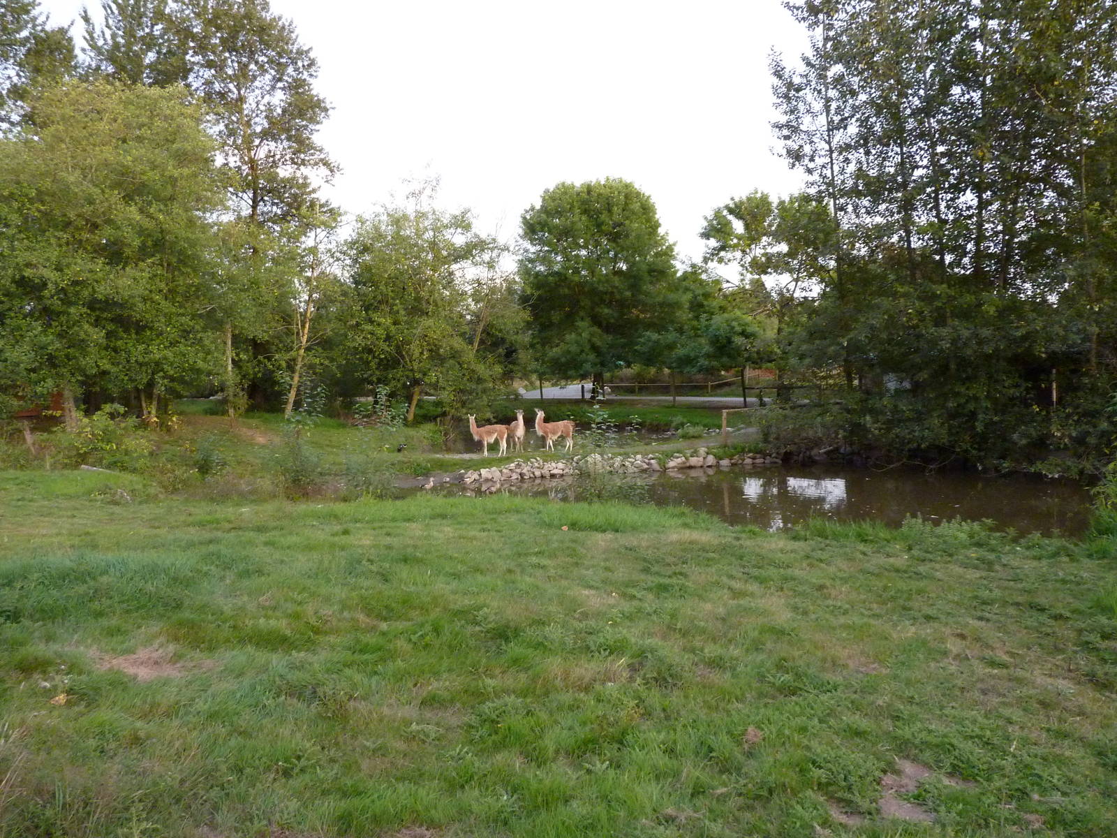 2-Acre Guanaco/Rhea/Flamingo/Swan Enclosure