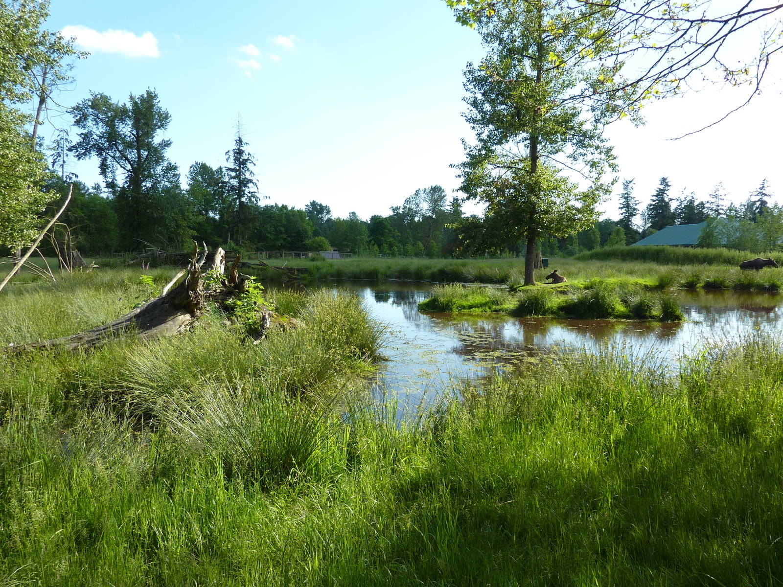 2-Acre Moose Enclosure