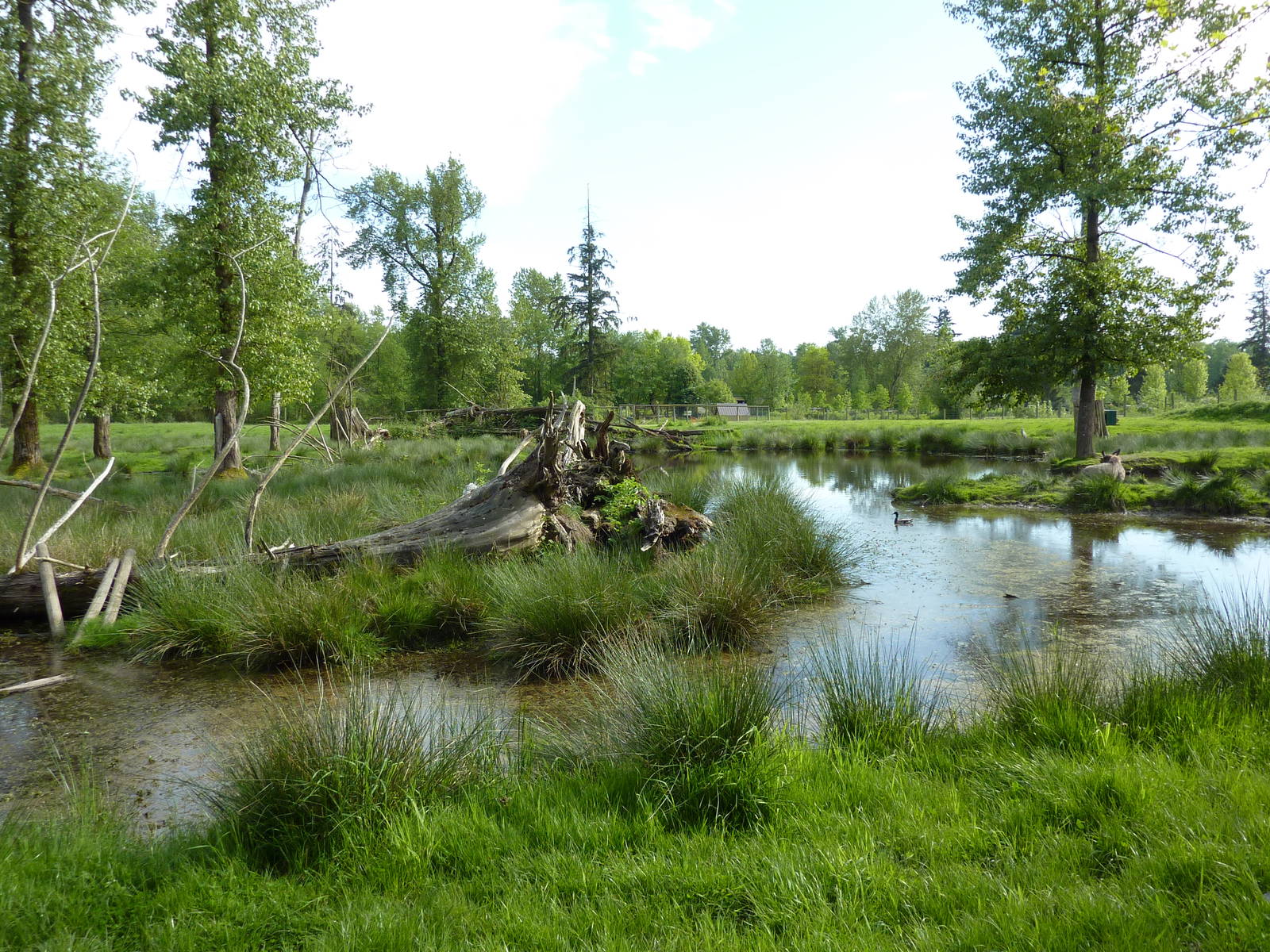 2-Acre Moose Enclosure