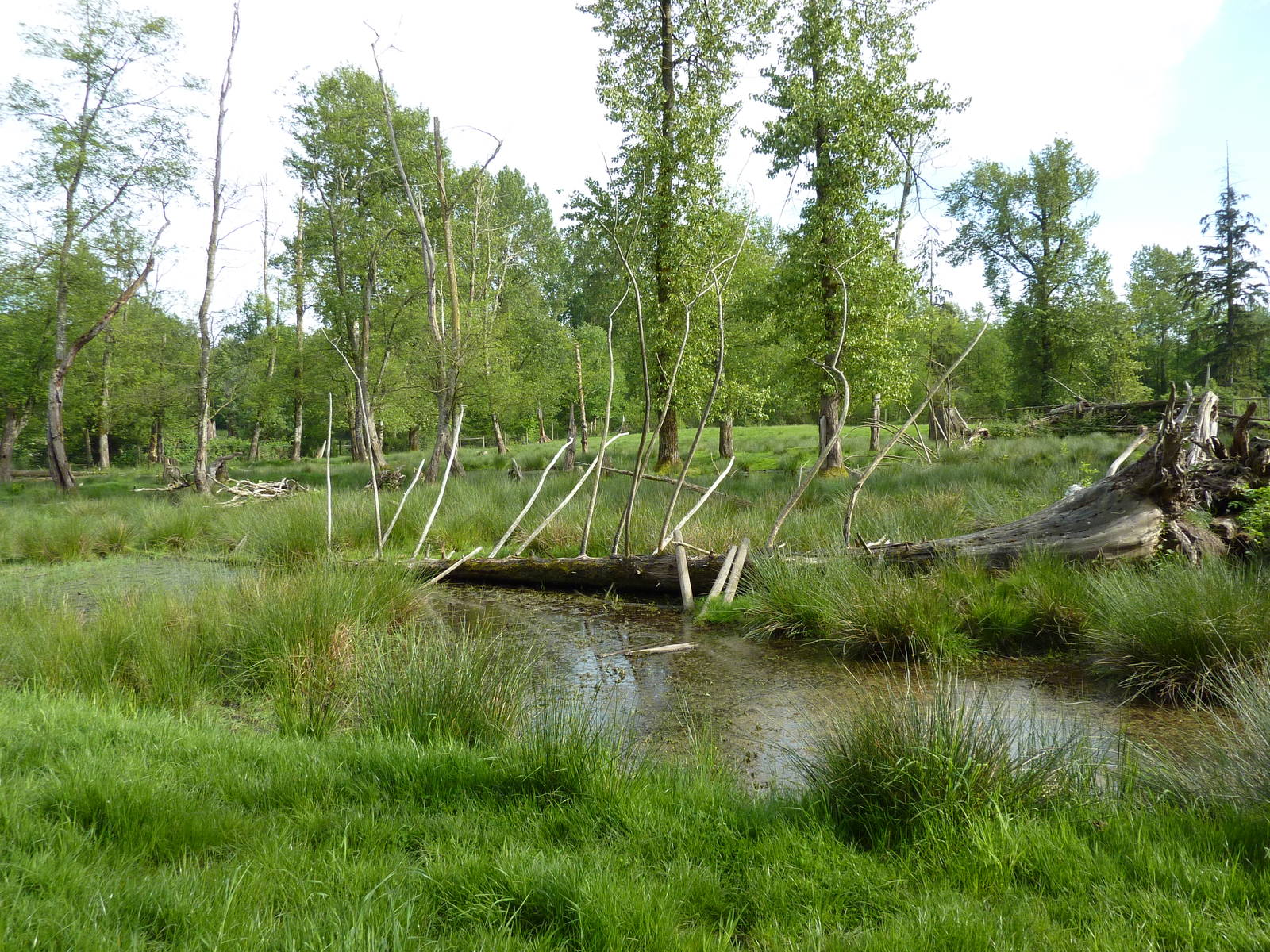 2-Acre Moose Enclosure