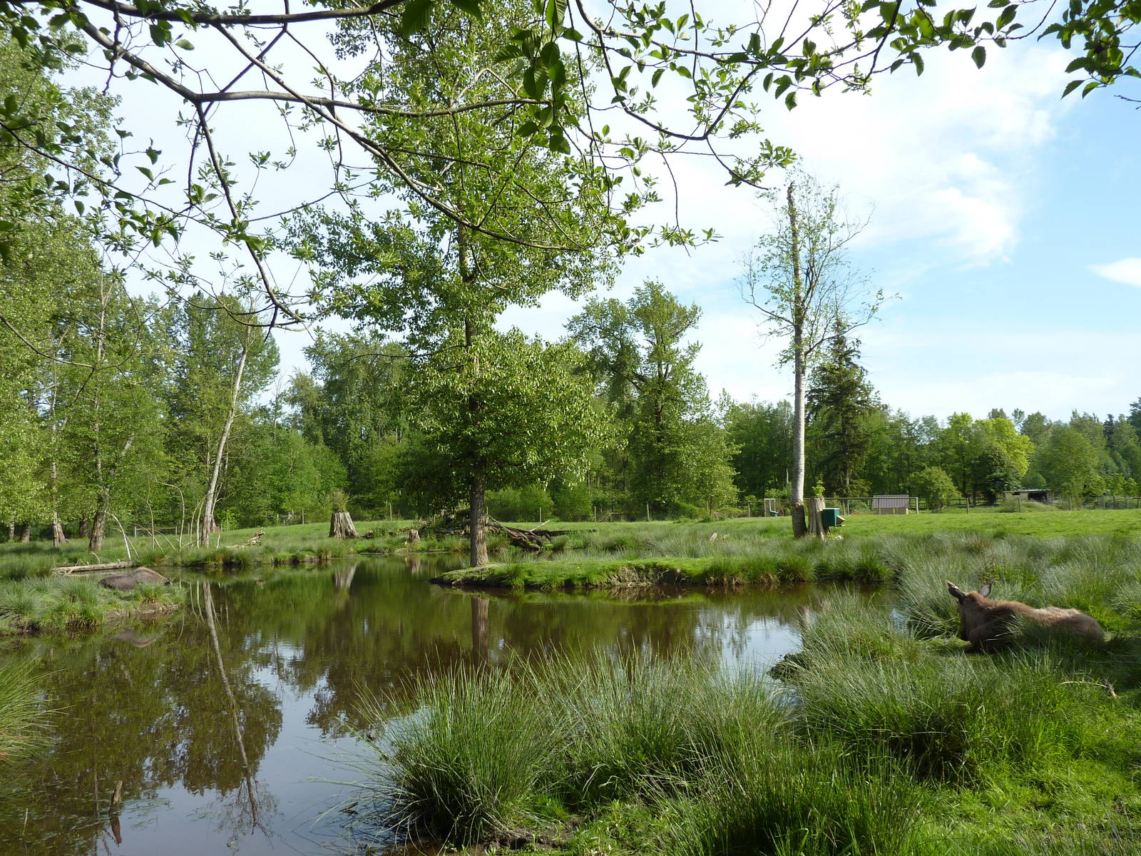2-Acre Moose Enclosure