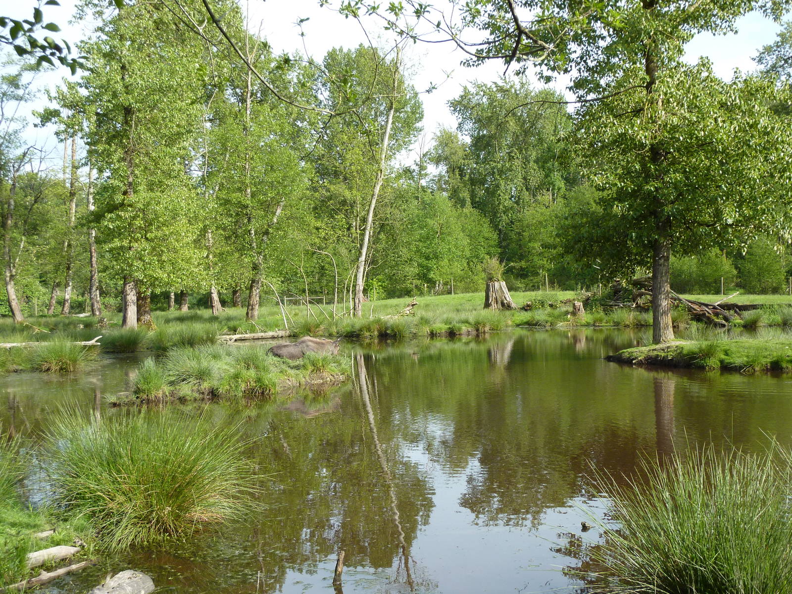 2-Acre Moose Enclosure