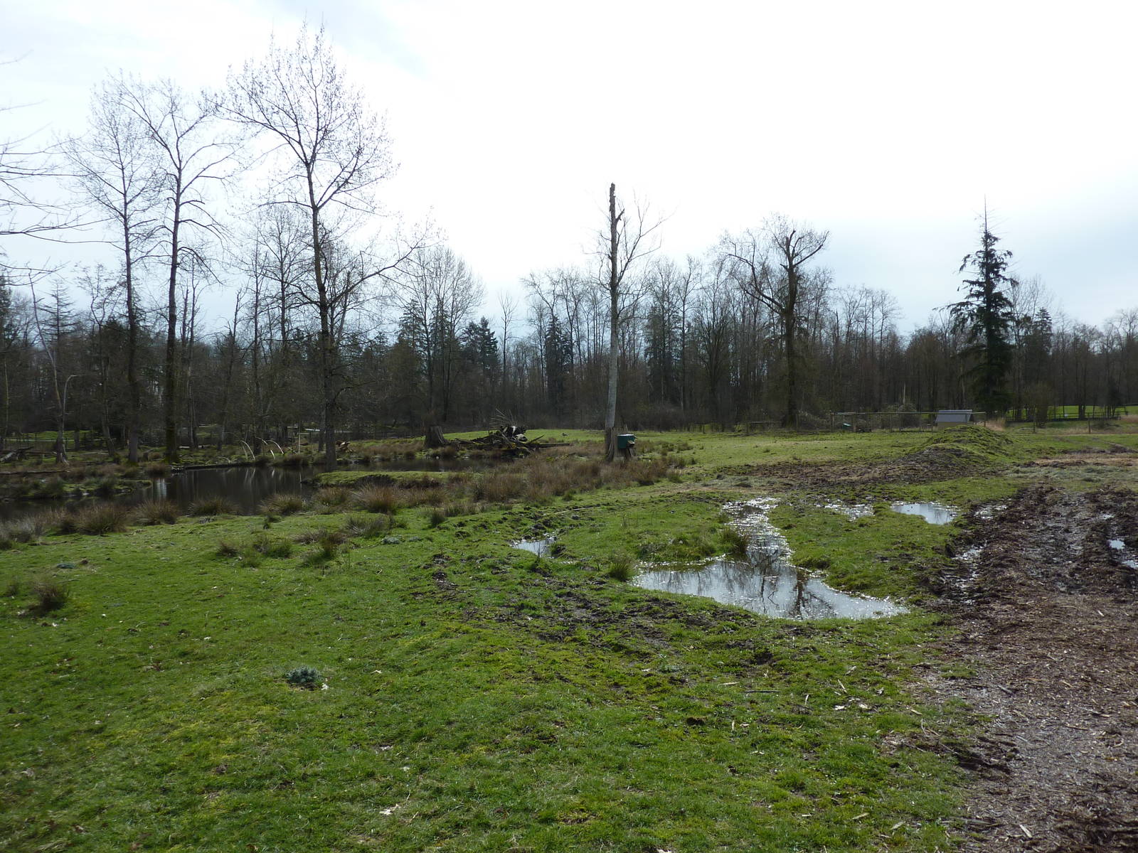 2-Acre Roosevelt Elk Enclosure