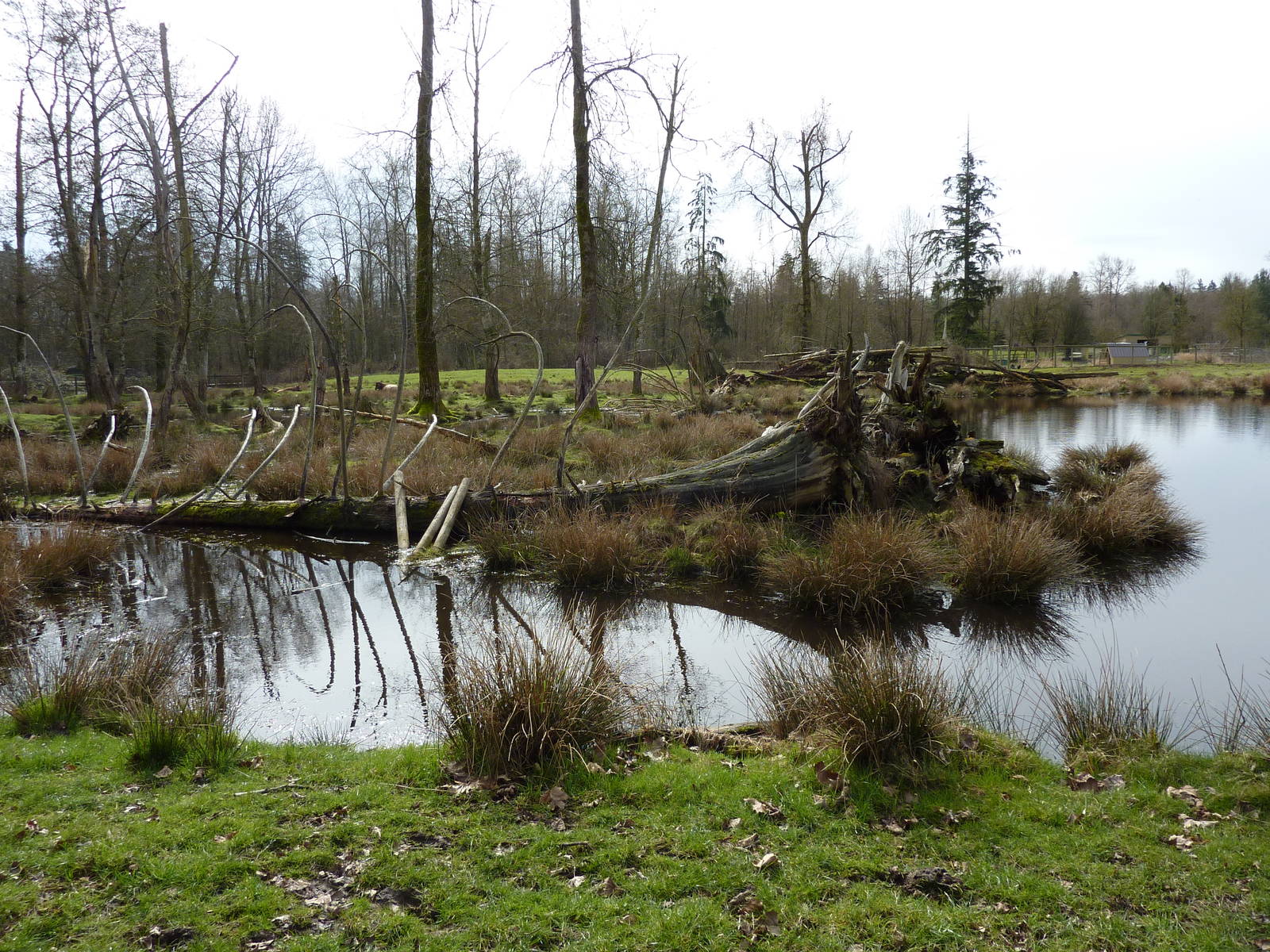 2-Acre Roosevelt Elk Enclosure