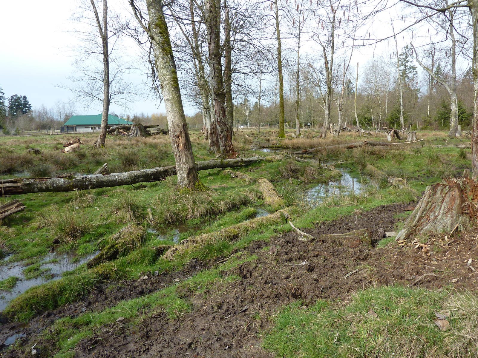 2-Acre Roosevelt Elk Enclosure