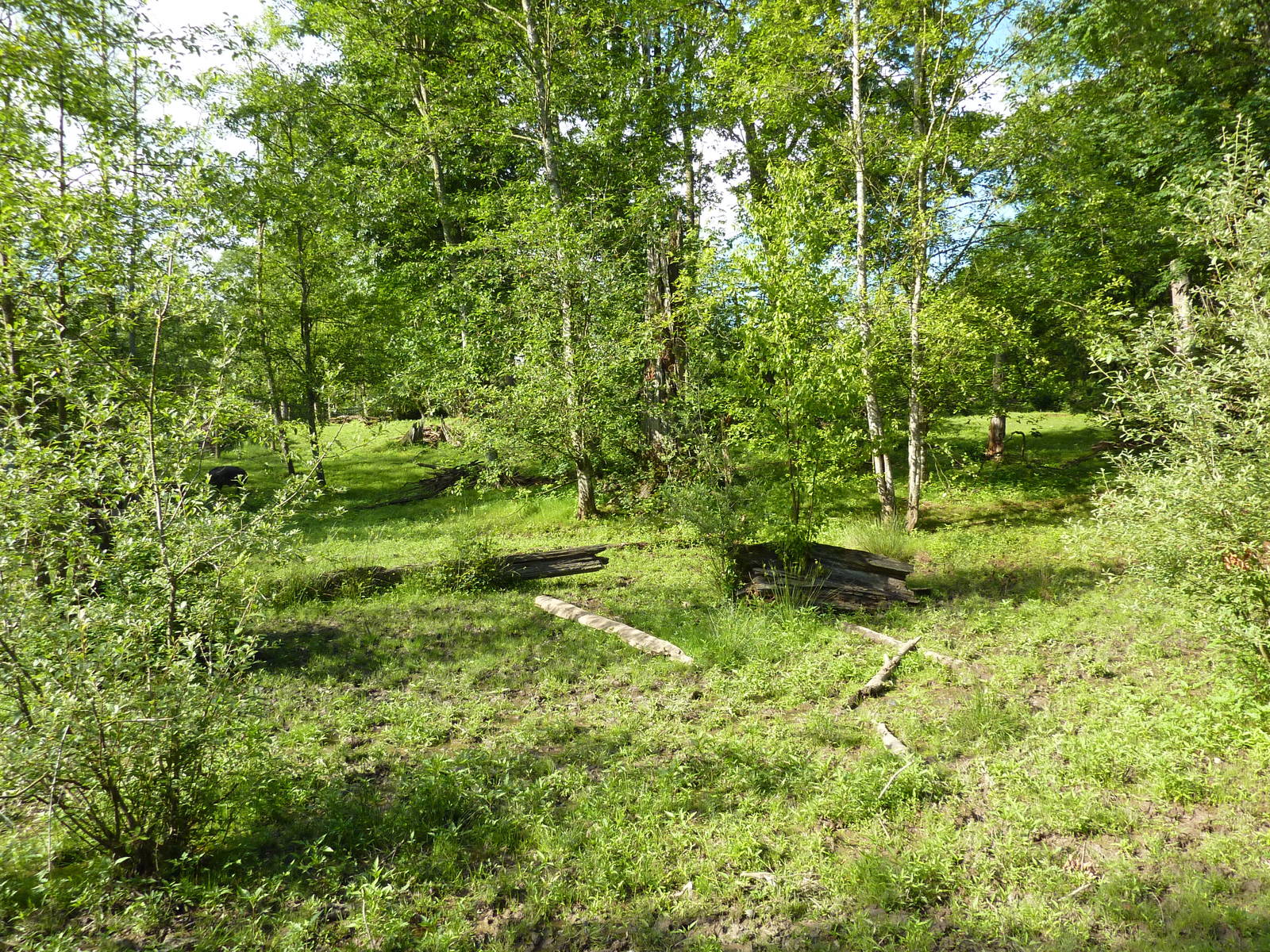 2-Acre Wild Boar Enclosure