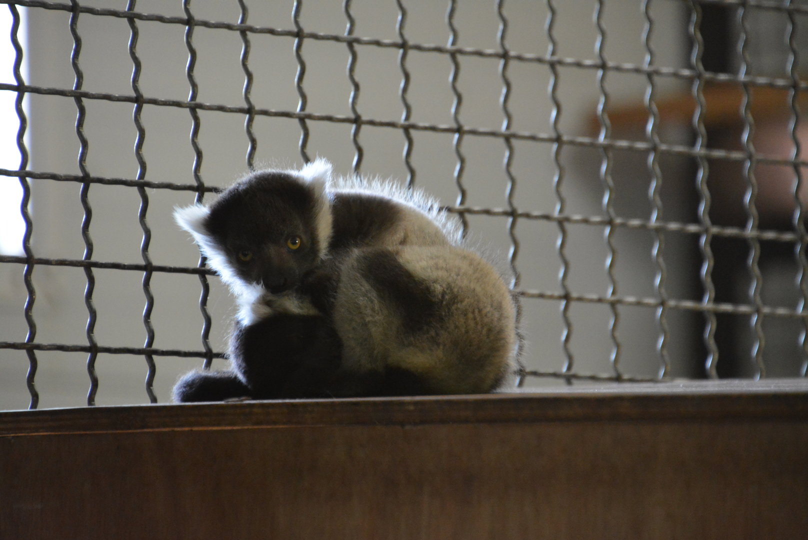 2 baby Black-and-White Ruffed Lemurs 12/06/2023