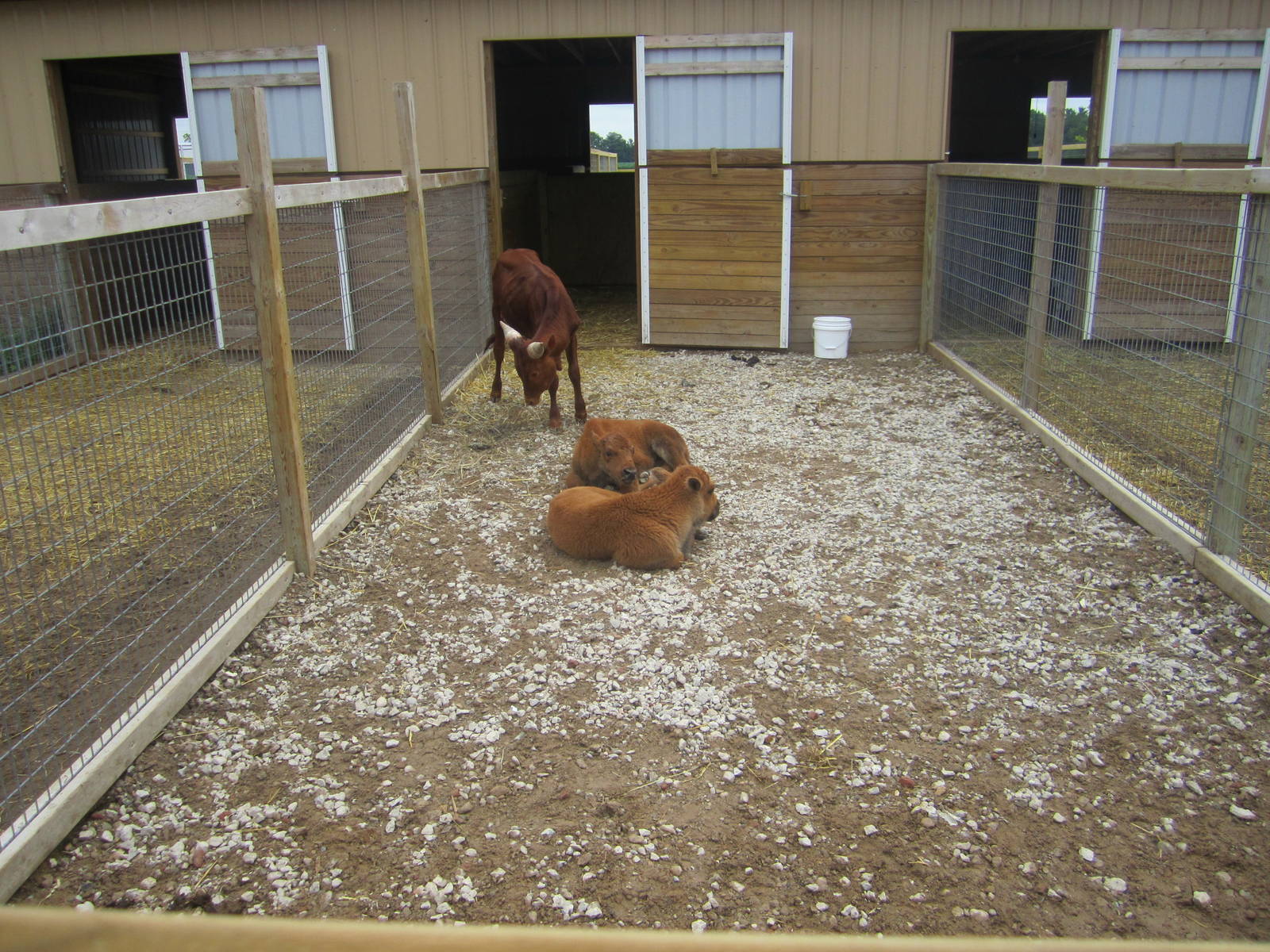 2 Bison Calves and an Ankole Watusi Calf