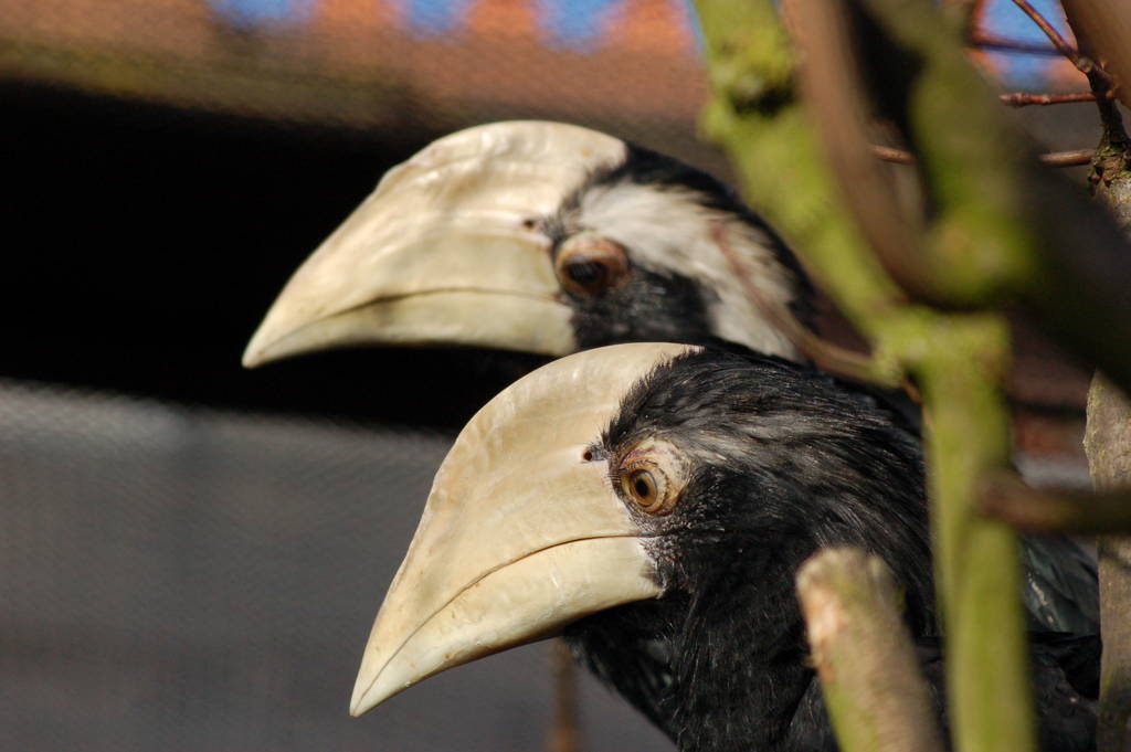 2 Black hornbills