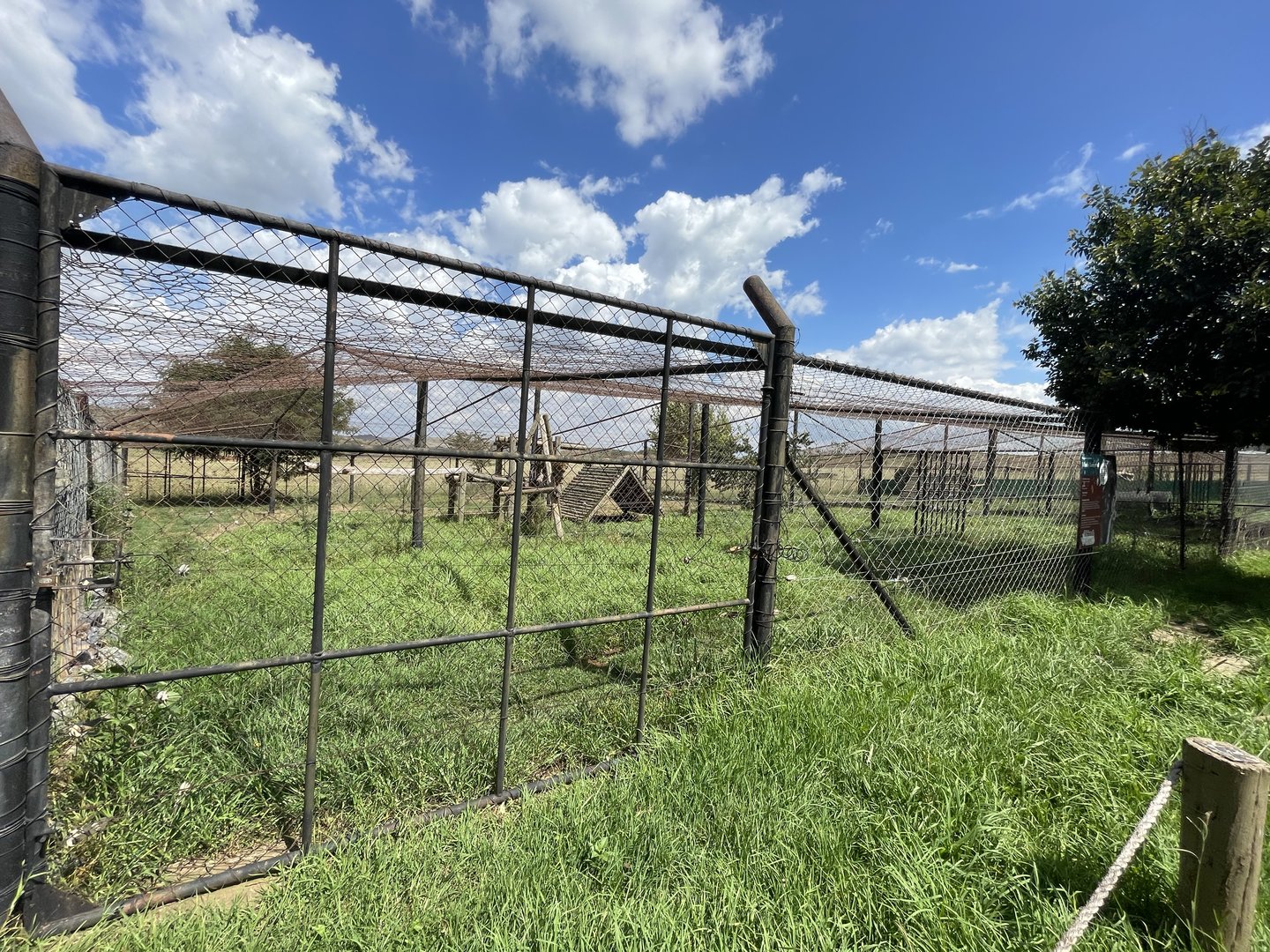 #2 Clouded leopard Enclosure (Neofelis nebulosa)