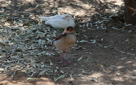 2 colors egyptian geese