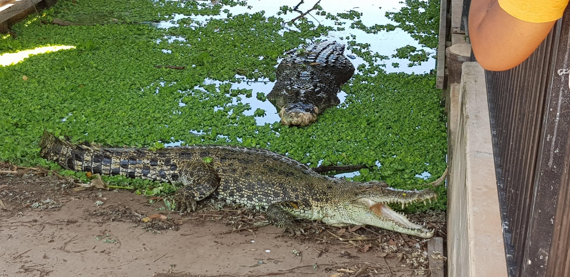 2 crocs still hungry from the river boat feeding....