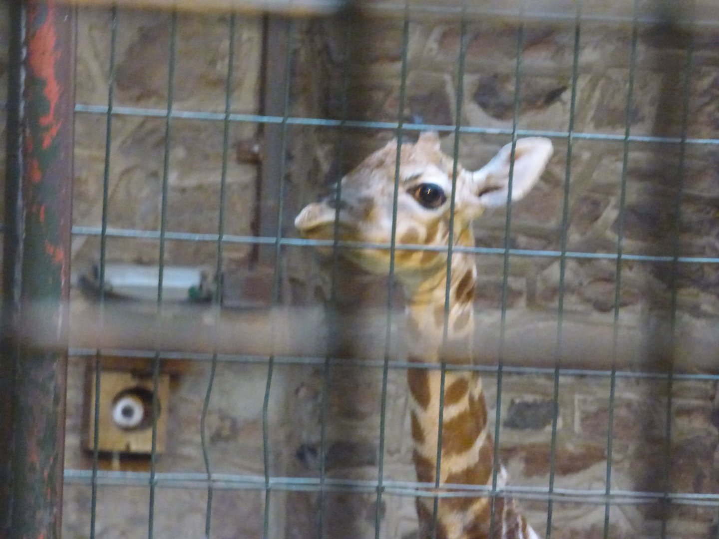 2 Day Old Baby Giraffe