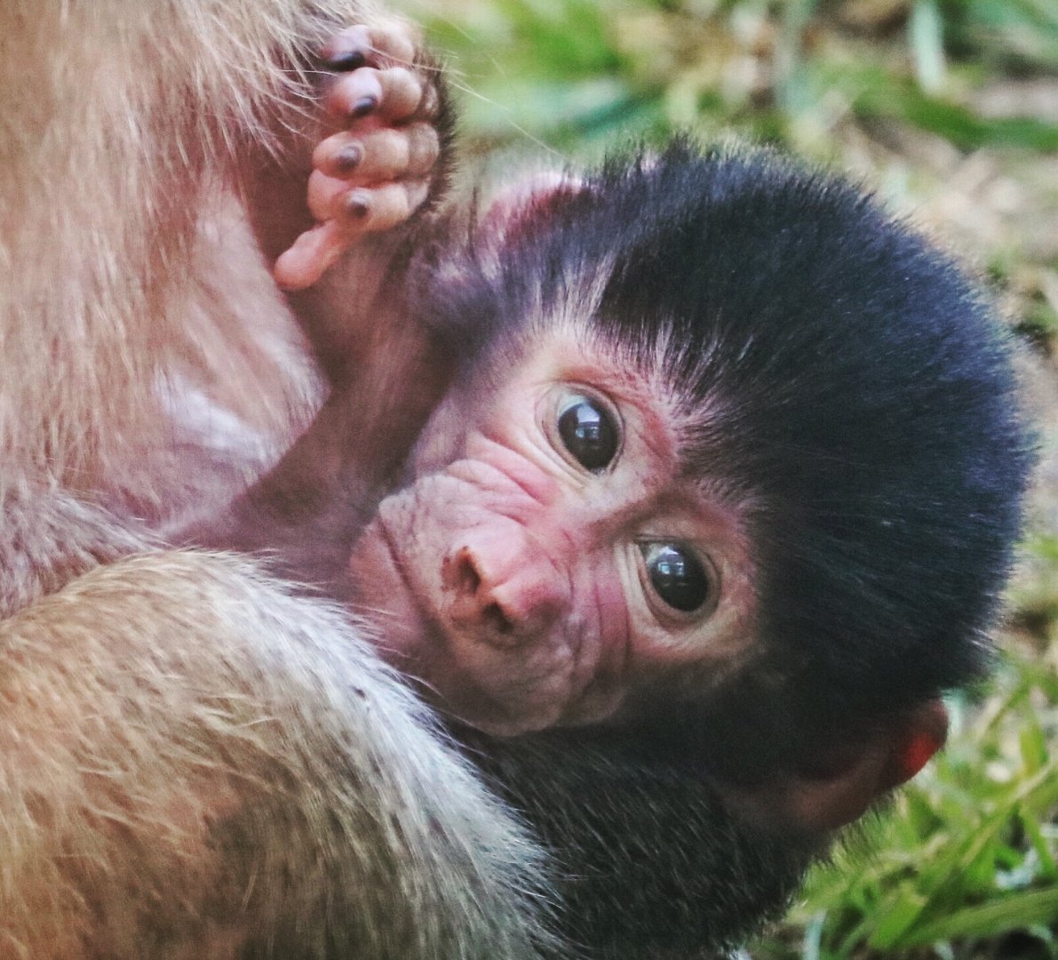 2-day-old baby Hamadryas Baboon
