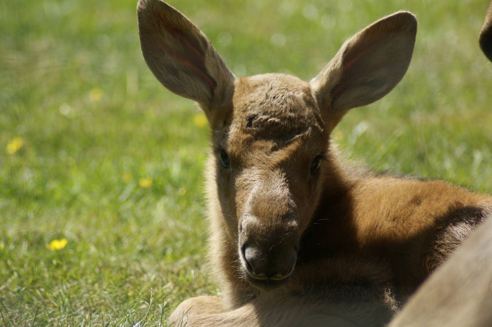 2 day old Moose calf