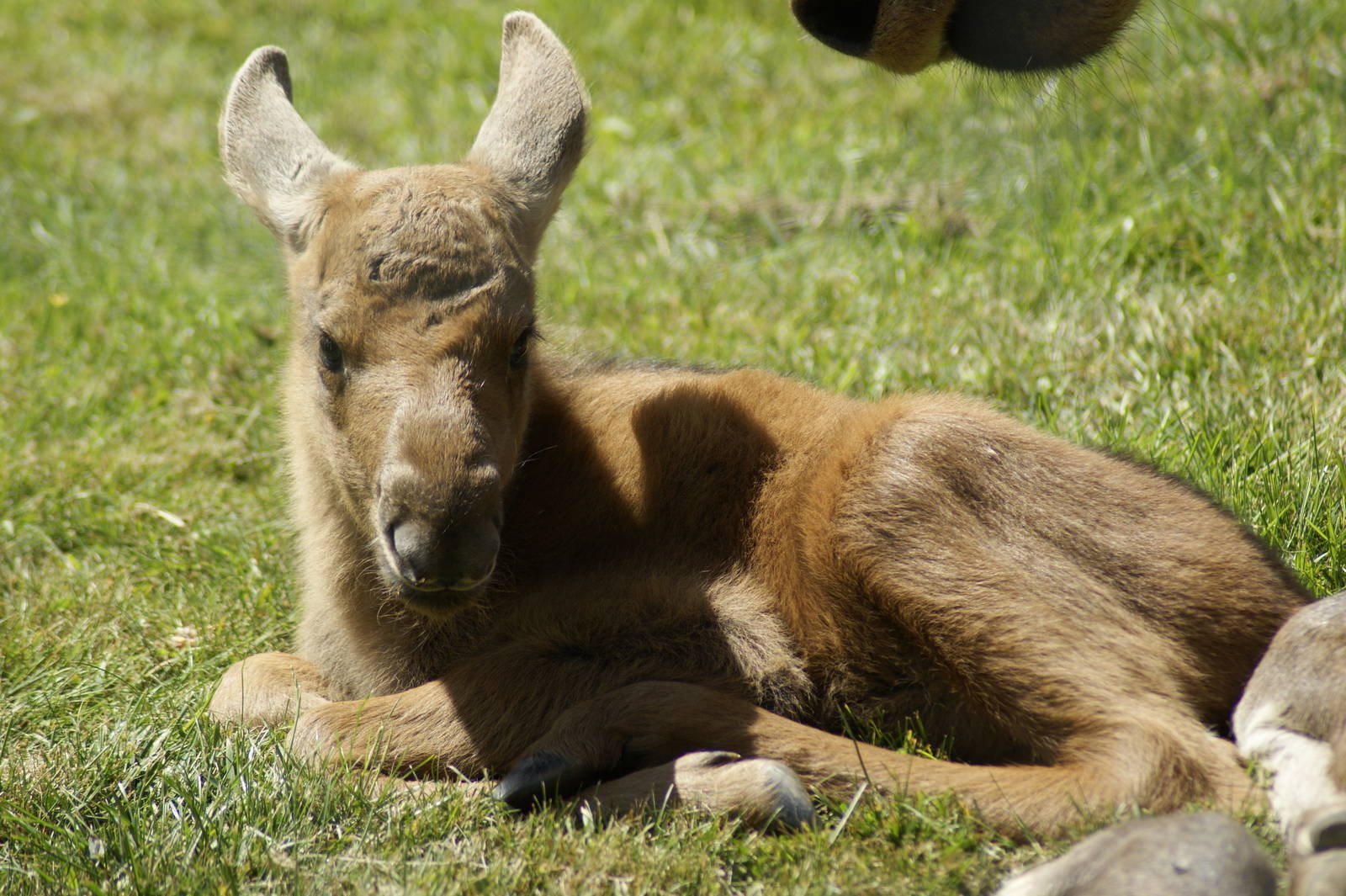 2 day old Moose calf