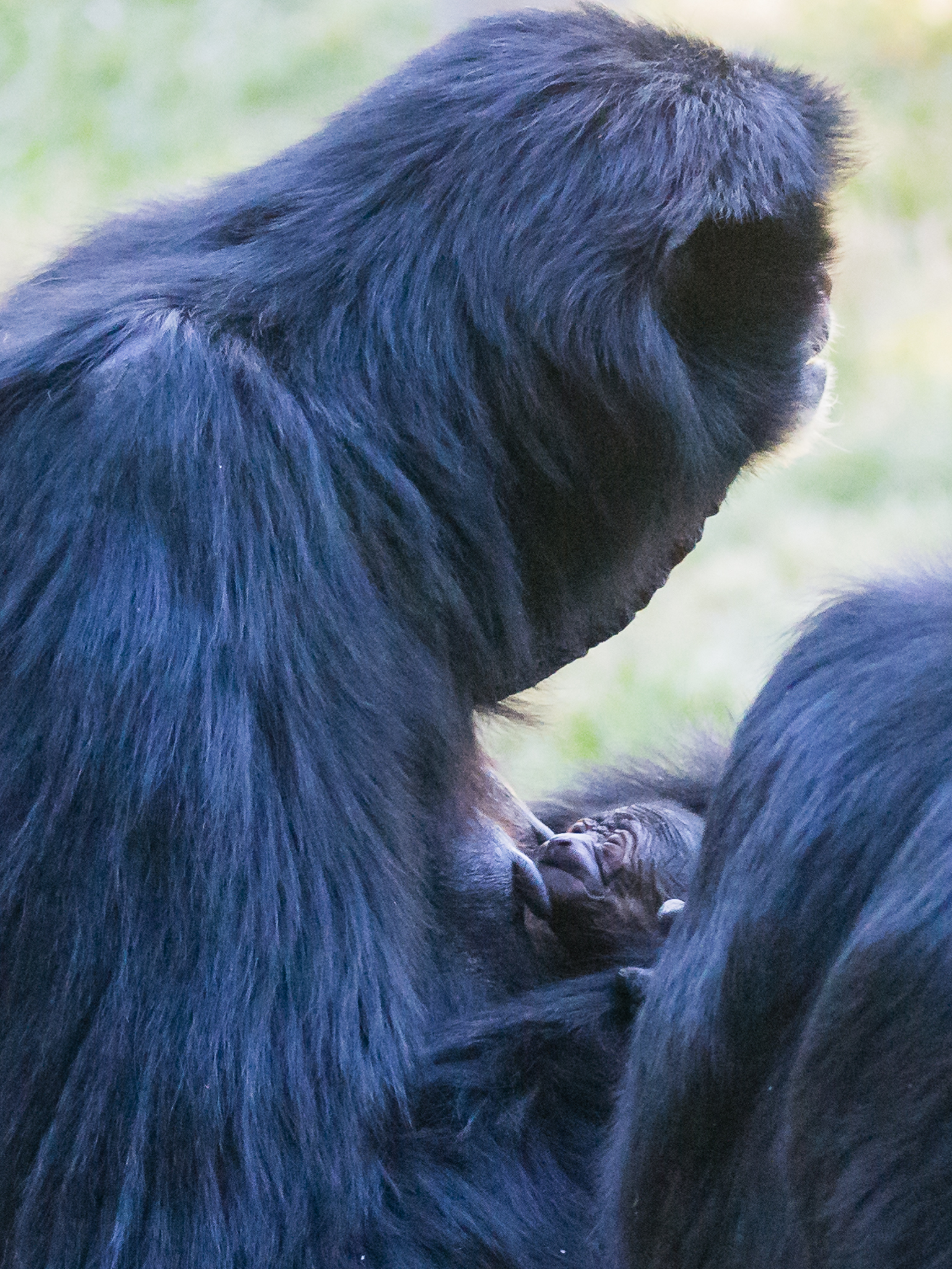 2 day old siamang and mom Eloise.