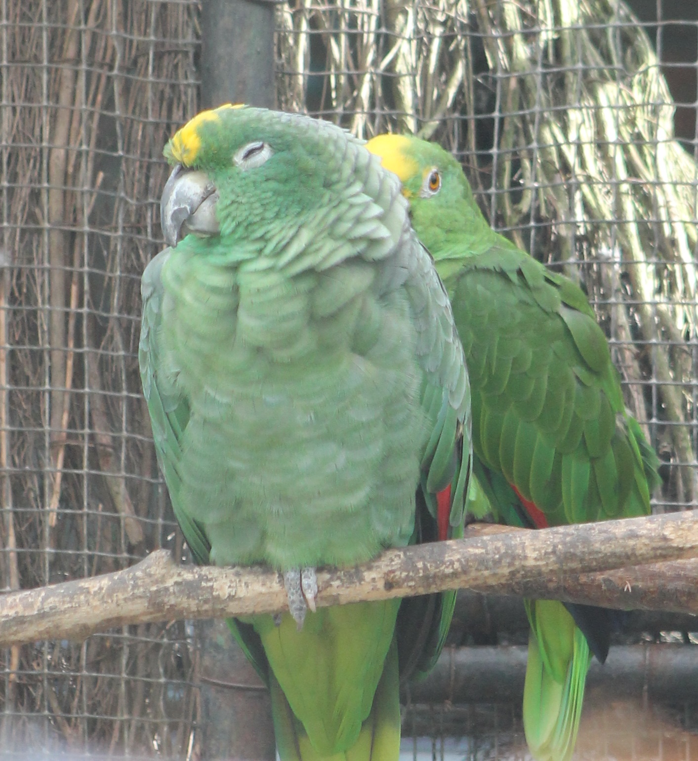 2 different subspecies of Yellow-crowned amazone parrots