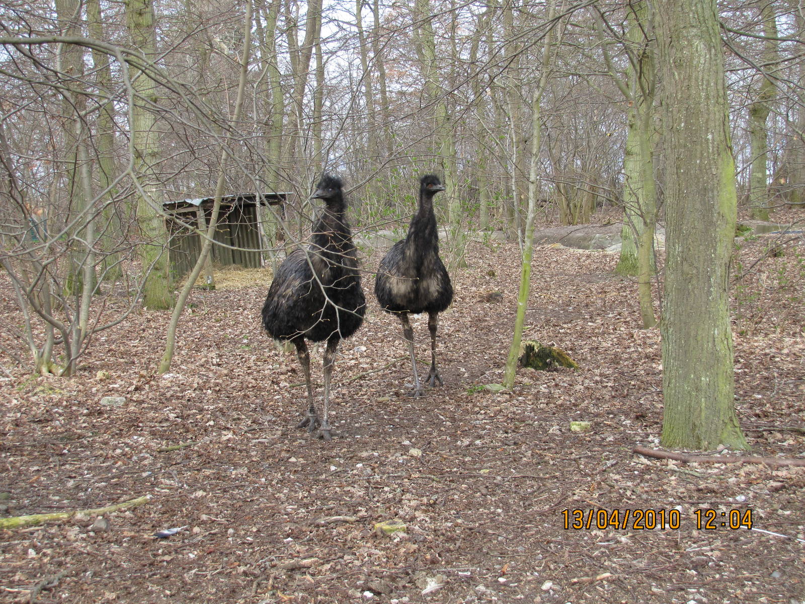 2 Emu