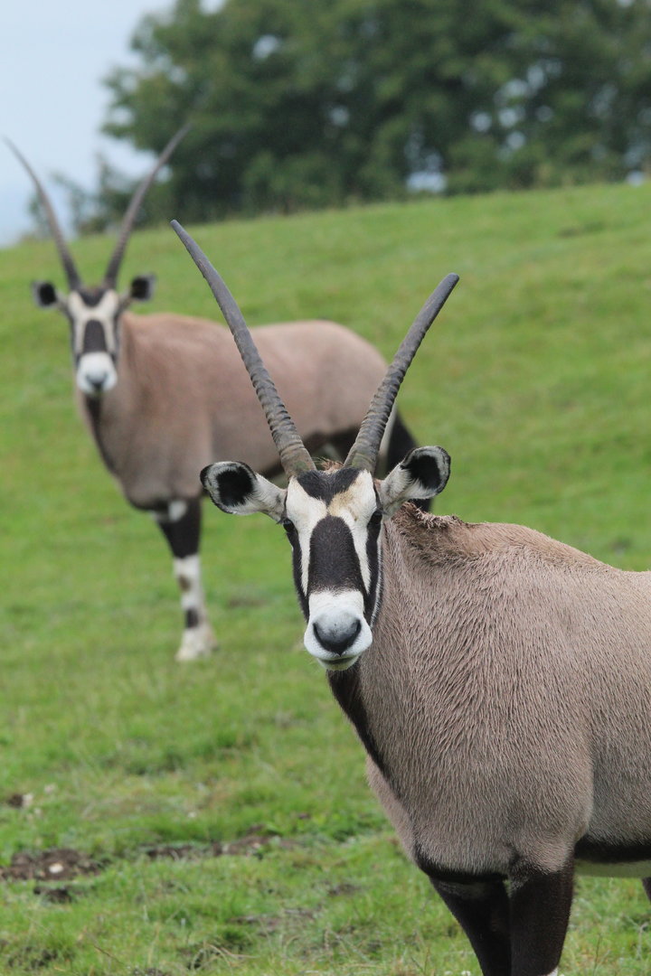 2 female Gemsbok- 24th July 2023