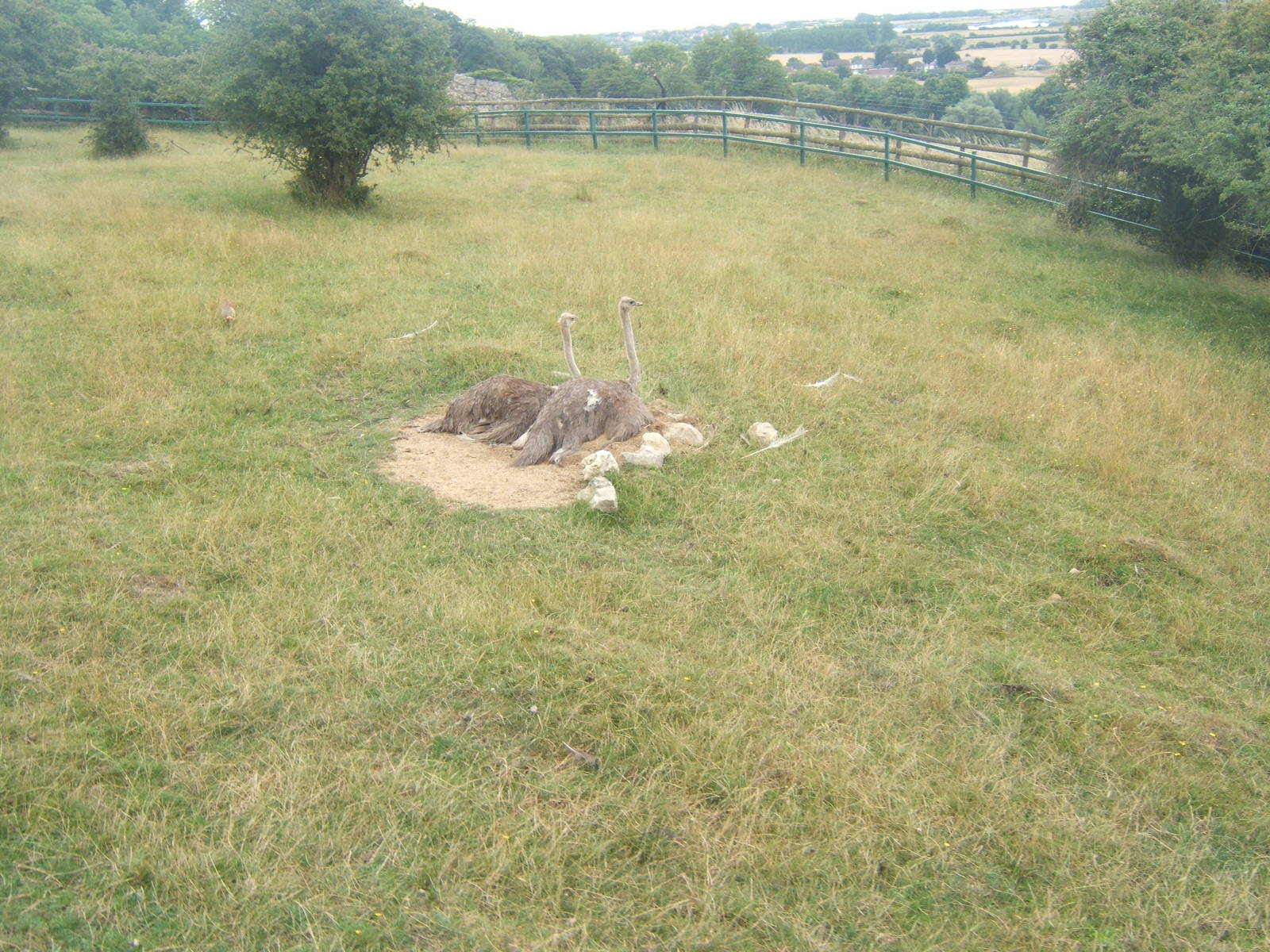 2 female Ostrich`s on the same nest