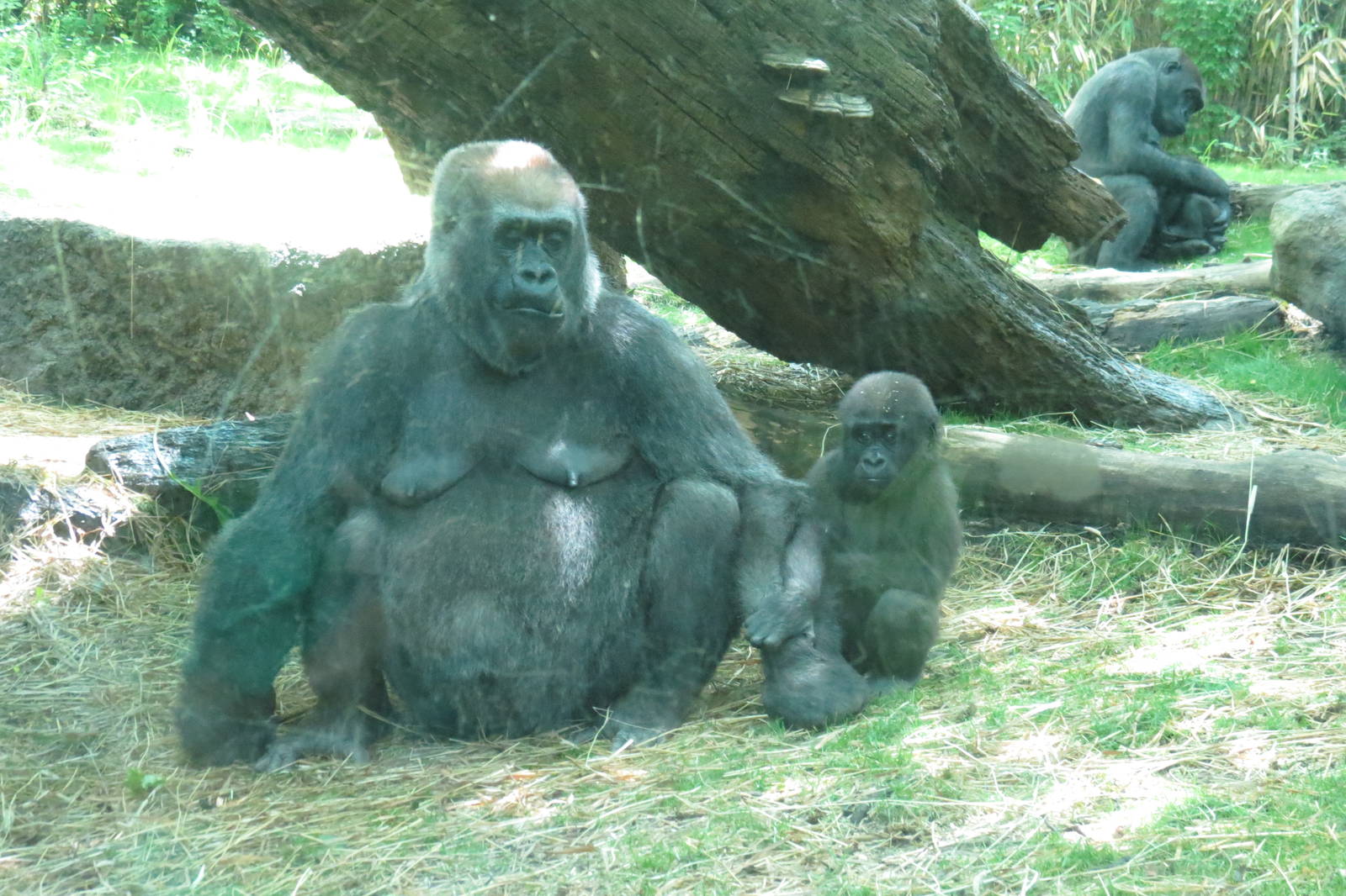 2 gorilla babies