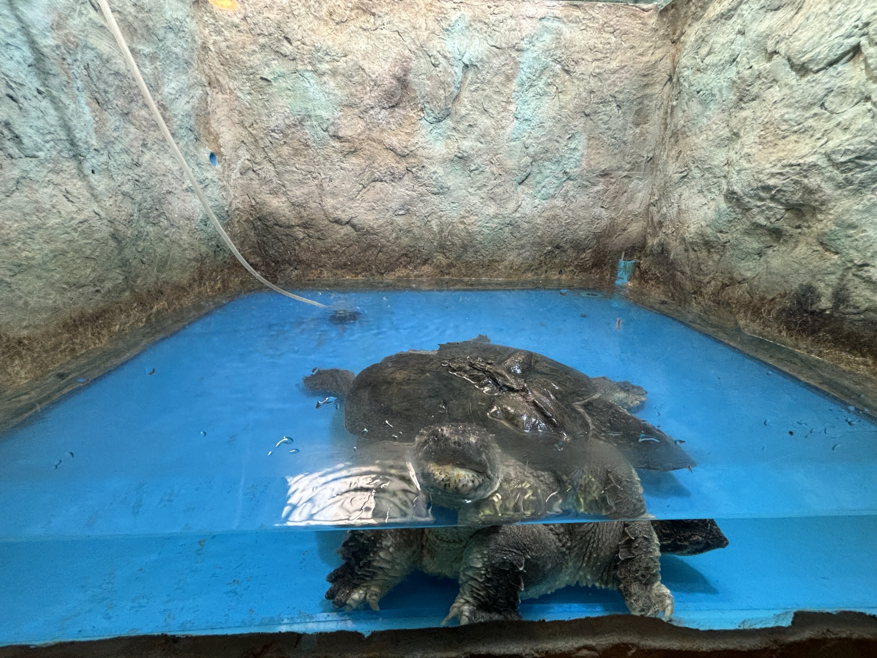 2-Headed Common Snapping Turtle