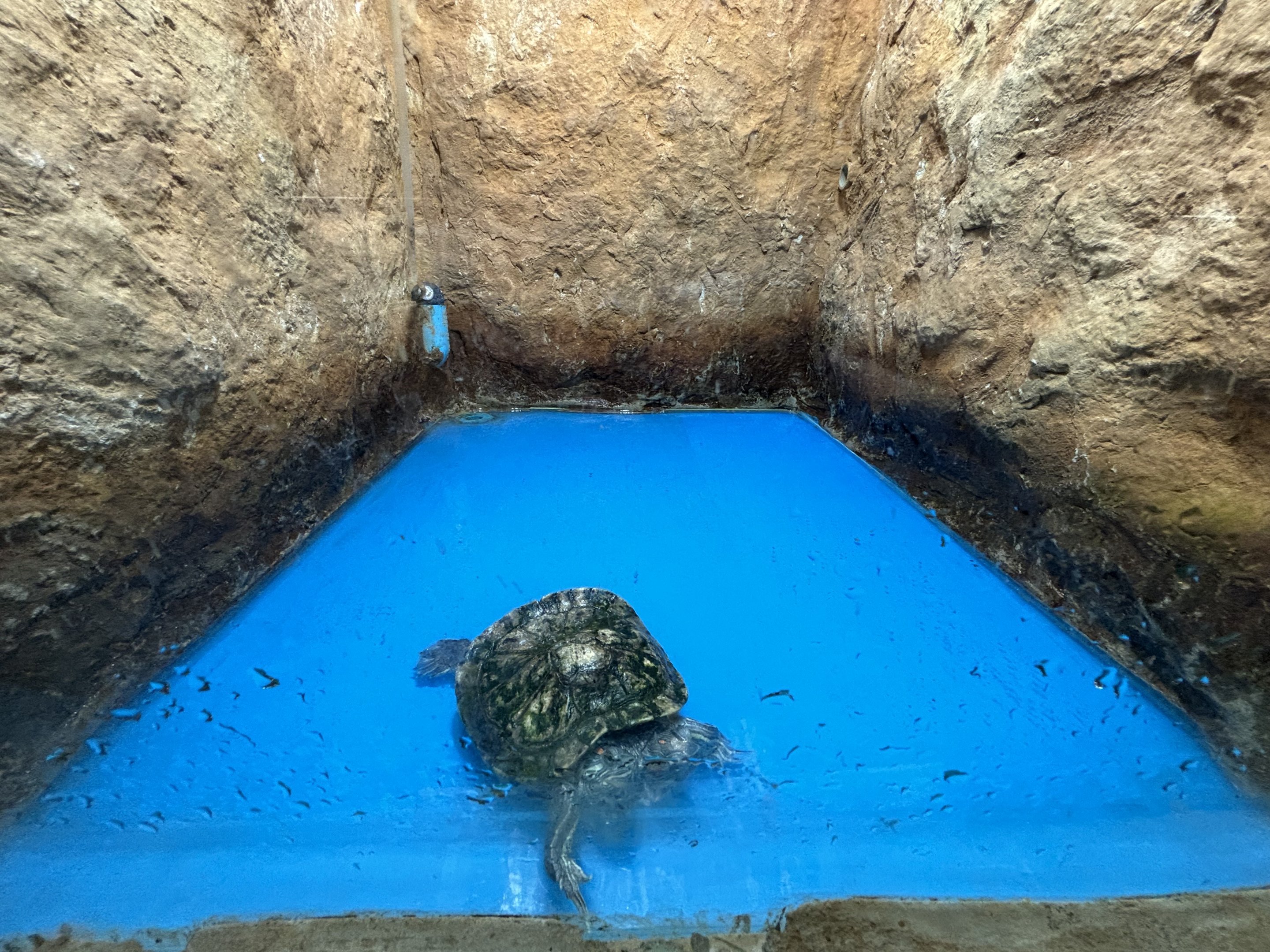 2-Headed Red-eared Slider Exhibit