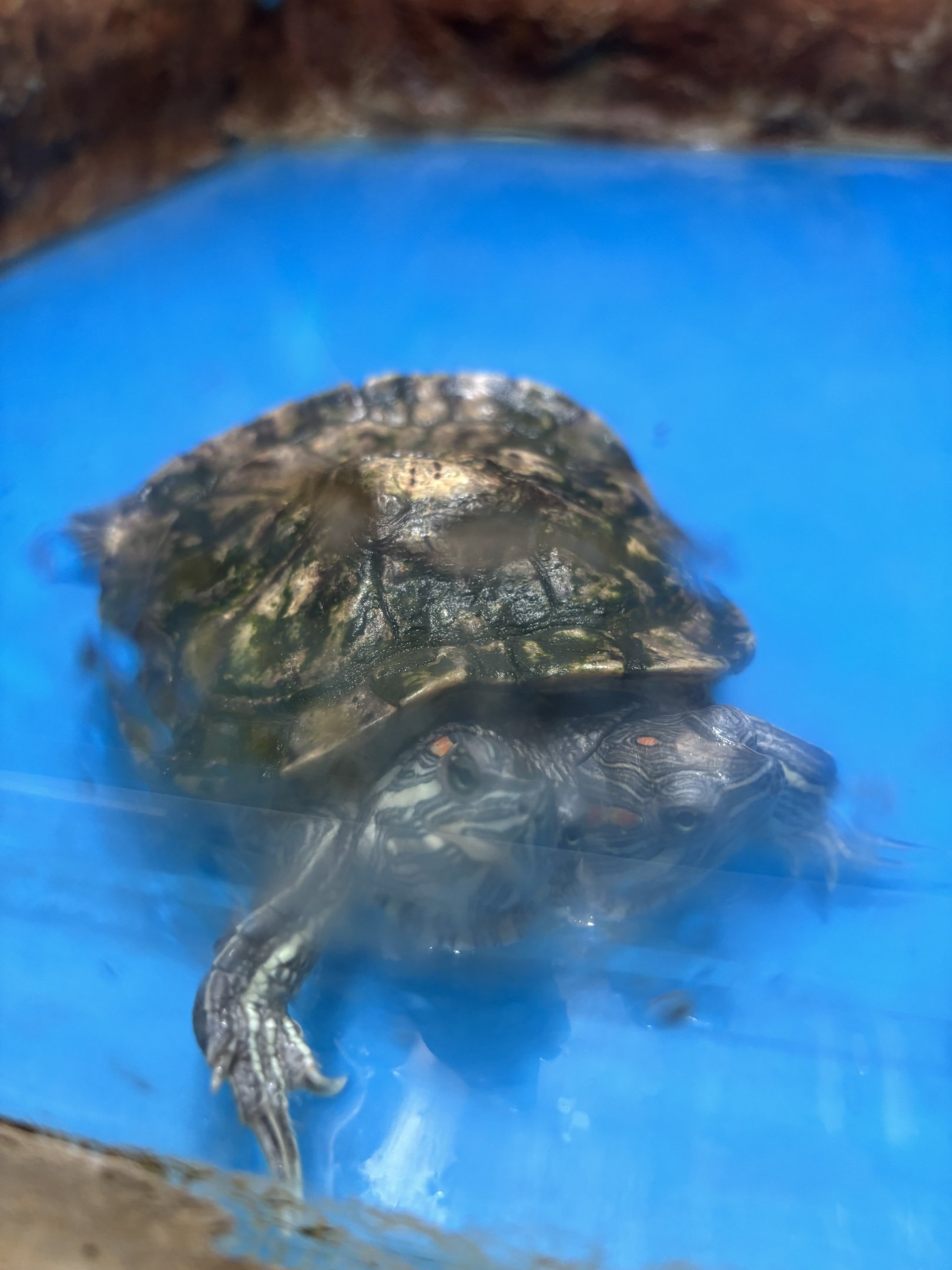 2-Headed Red-eared Slider