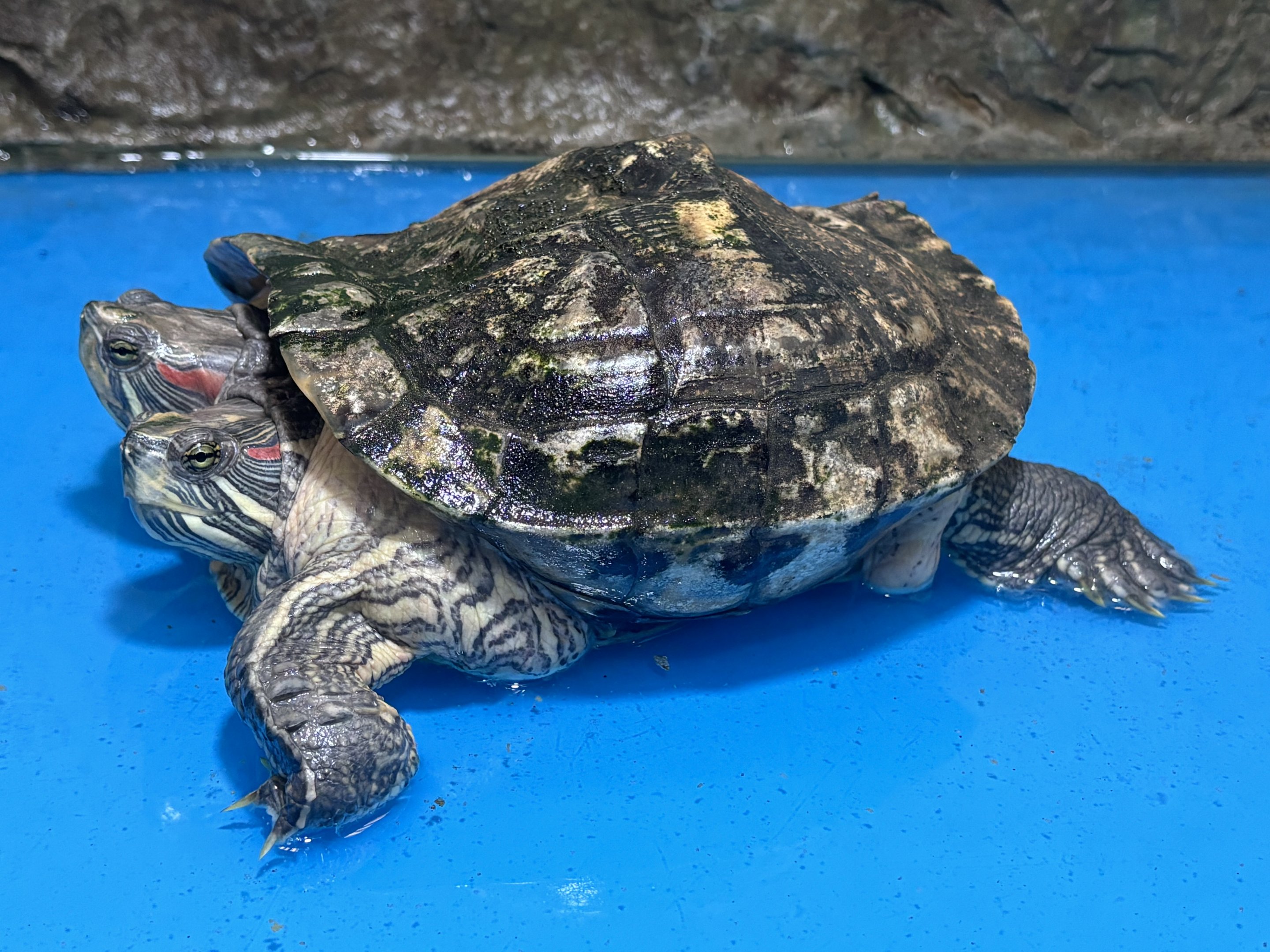 2-Headed Red-eared Slider