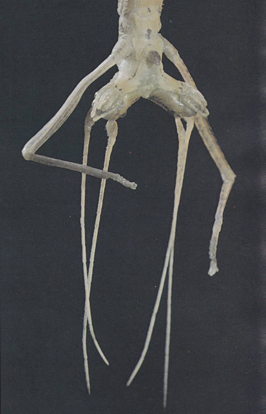 2 headed Stick inseckt