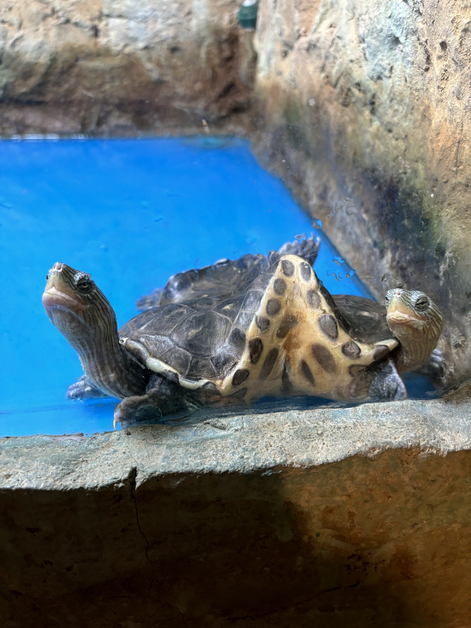 2-Headed Turtle