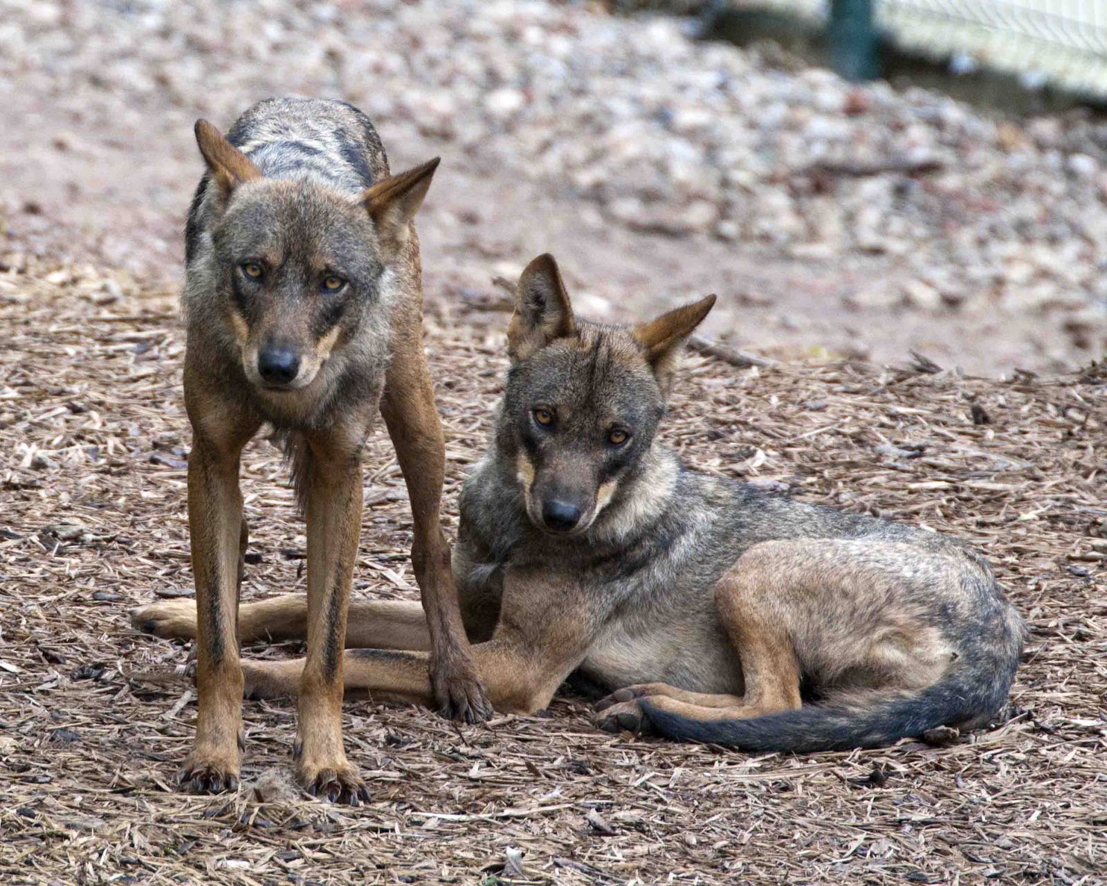 2 Iberian wolves