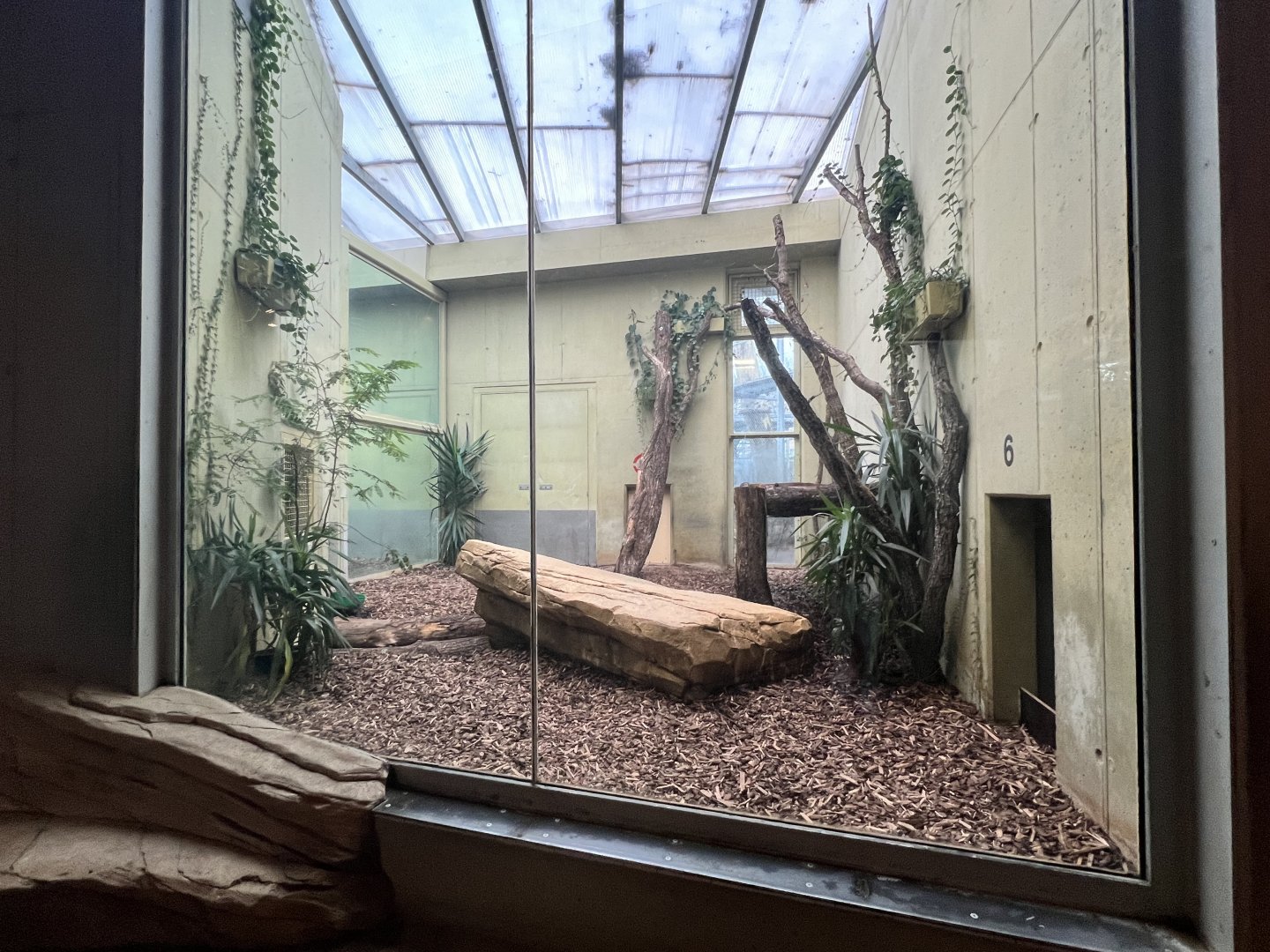 #2 Indoor Area for the Asiatic Lions