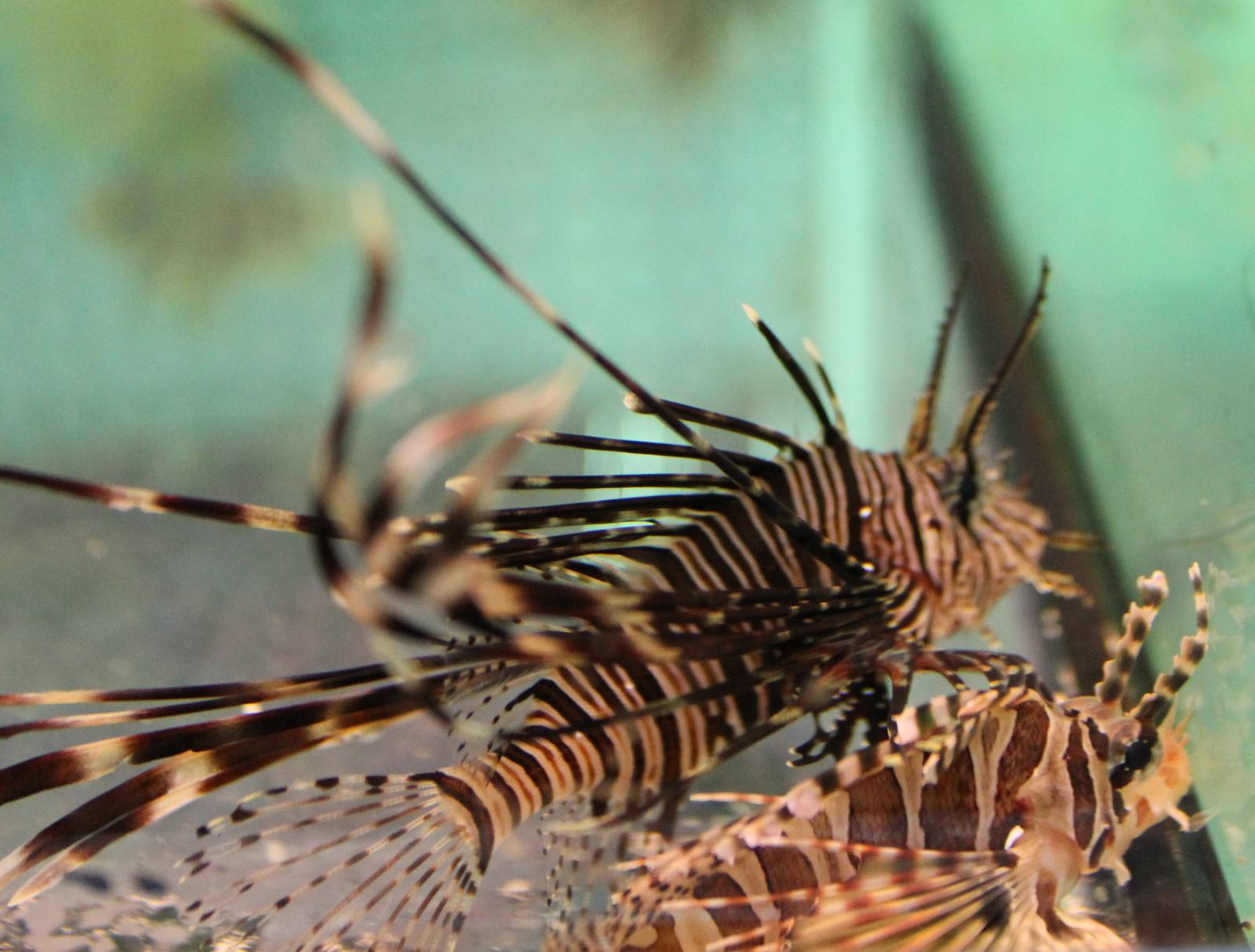 2 Lion fish ID's
