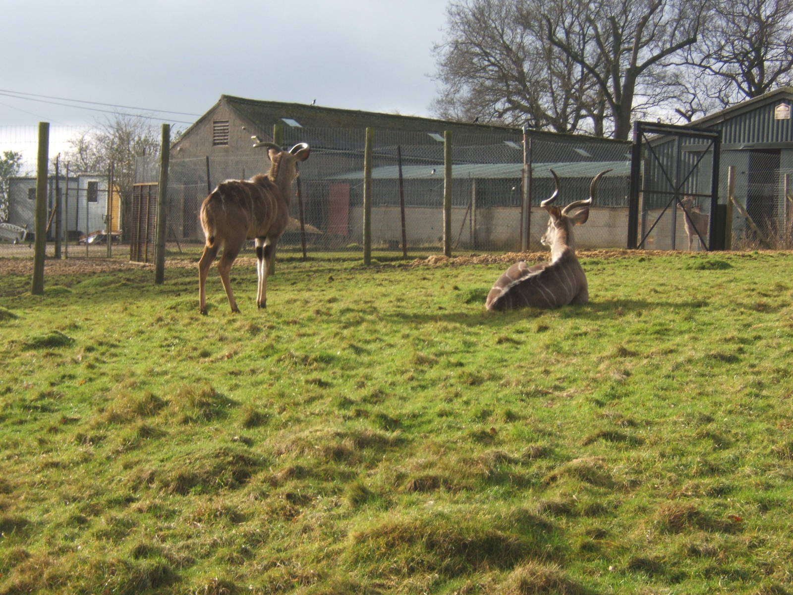 2 male Greater Kudu`s