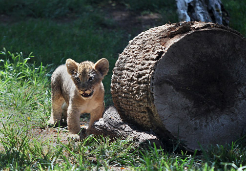 2 month lion cub