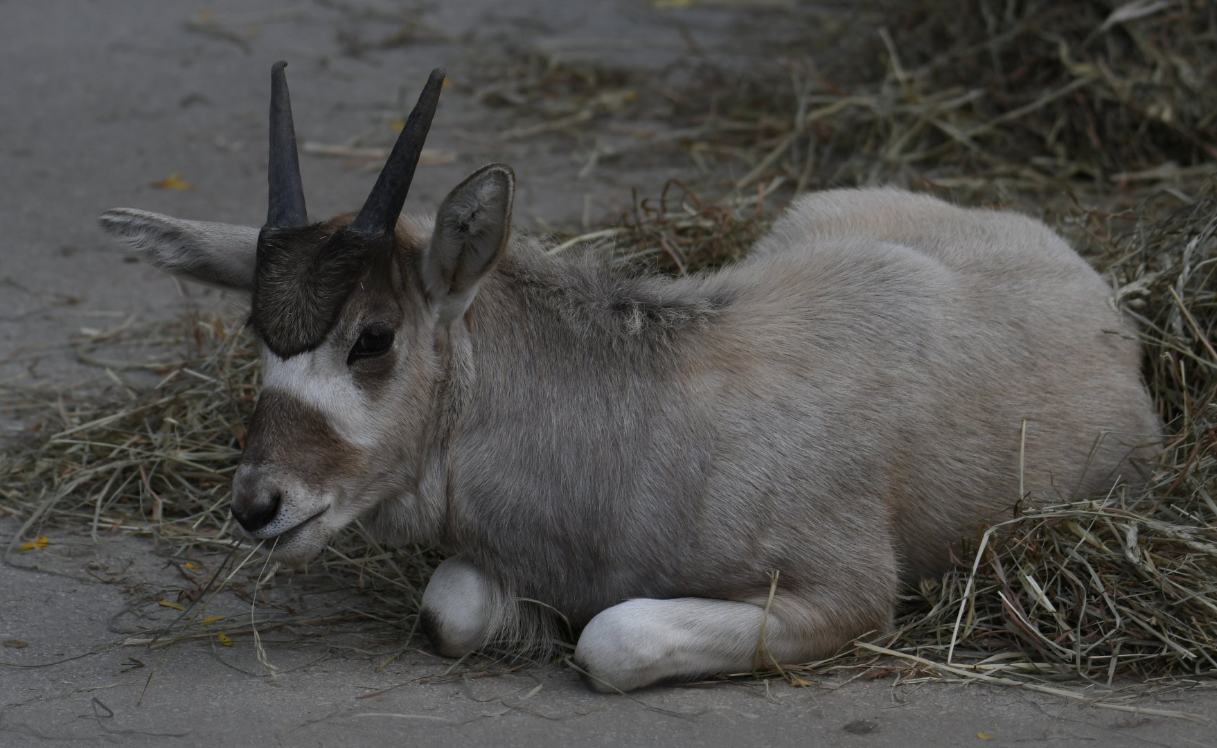 2 month old addax