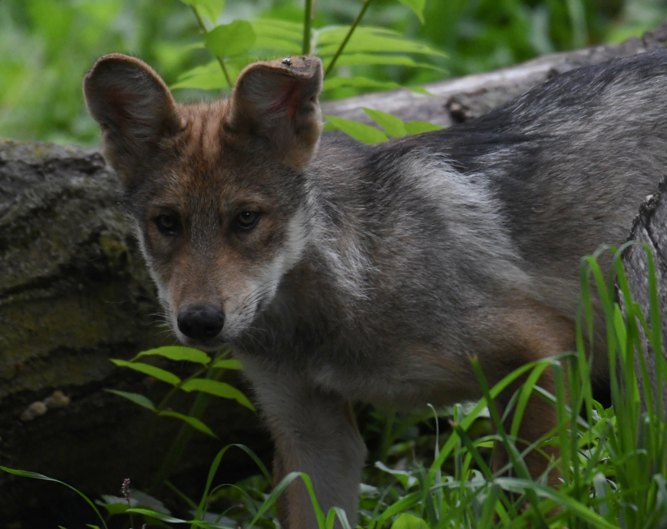 2-month-old Ahote - Mexican grey wolf - Regenstein Wolf Woods